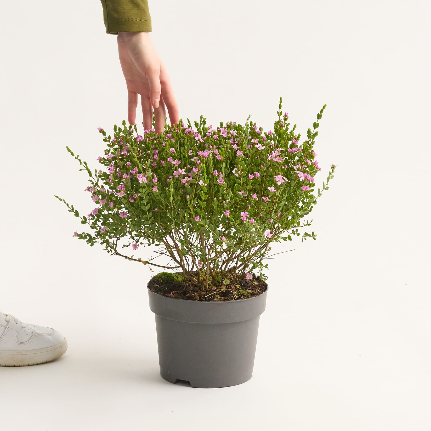 Korallenraute 'Pink Pearl'