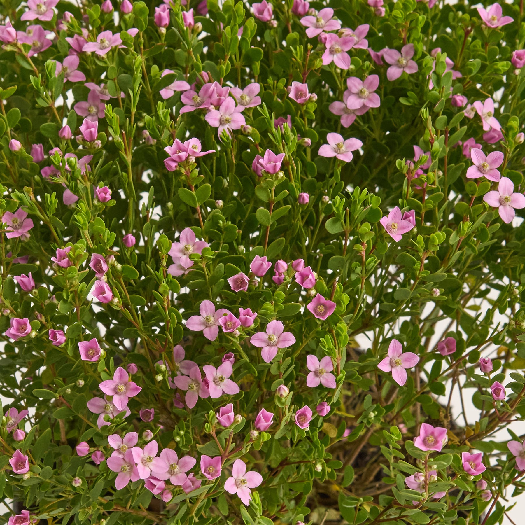 Korallenraute 'Pink Pearl'