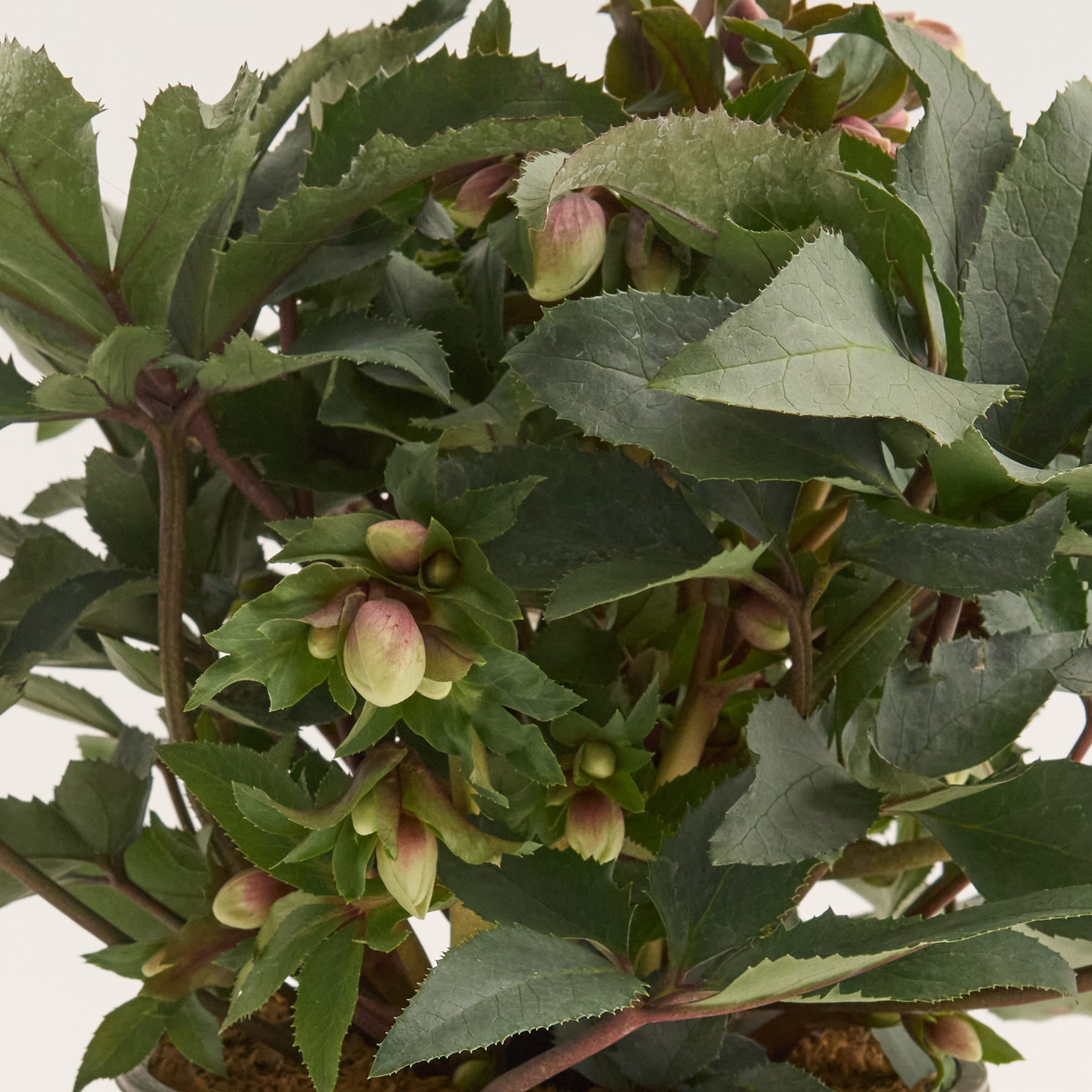 Schneerose 'Monte Christo'