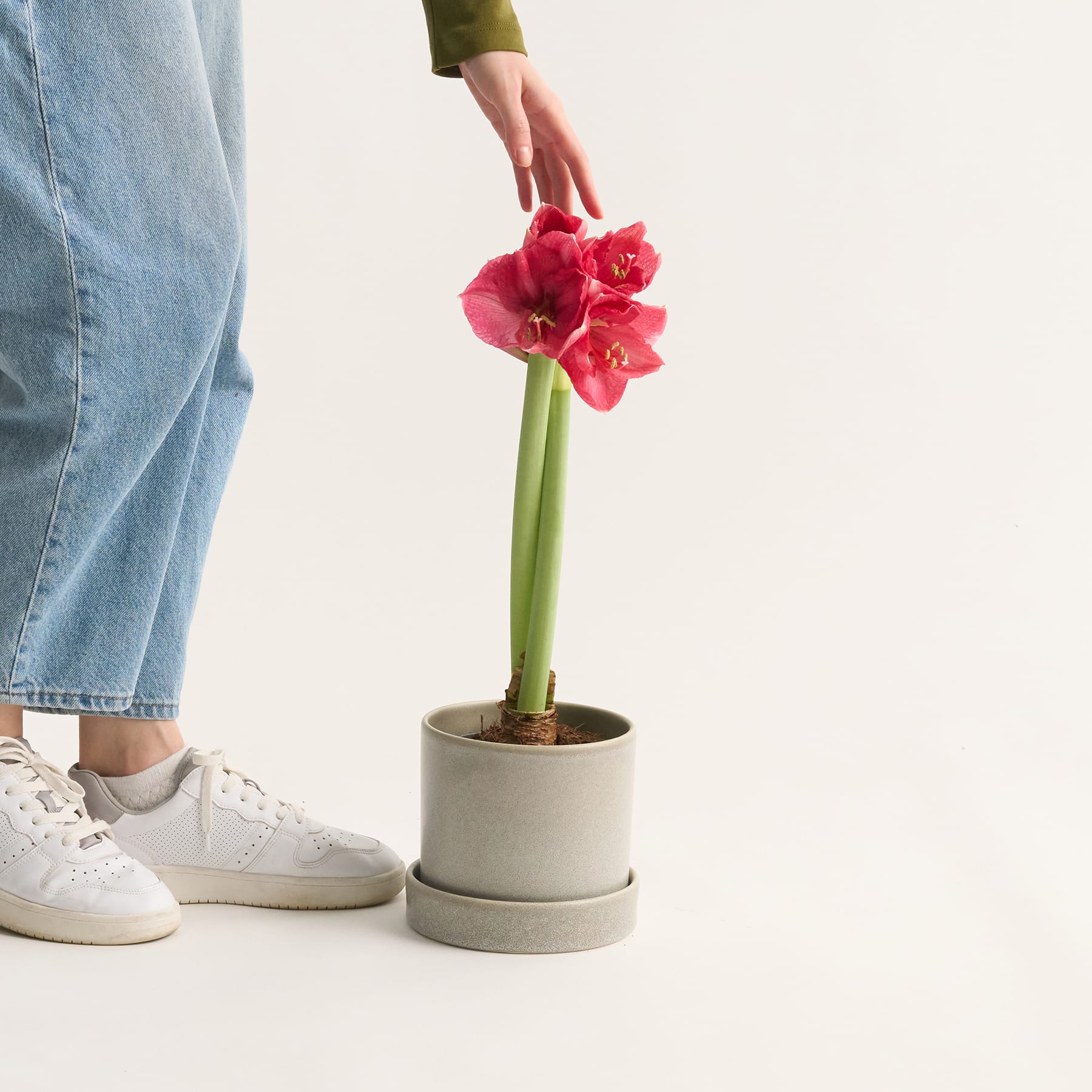 Amaryllis 'Hot Pink'