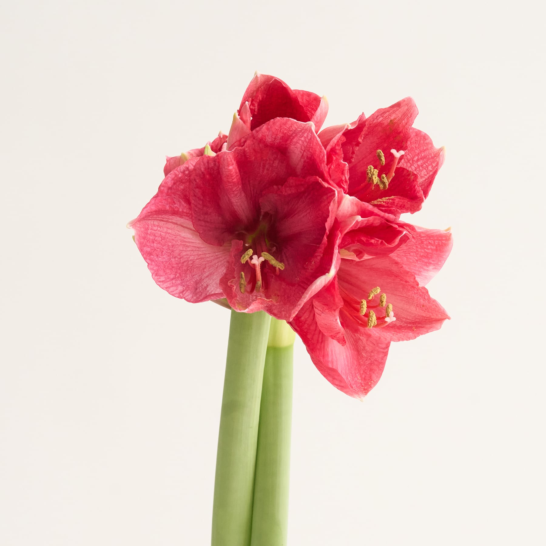 Amaryllis 'Hot Pink'