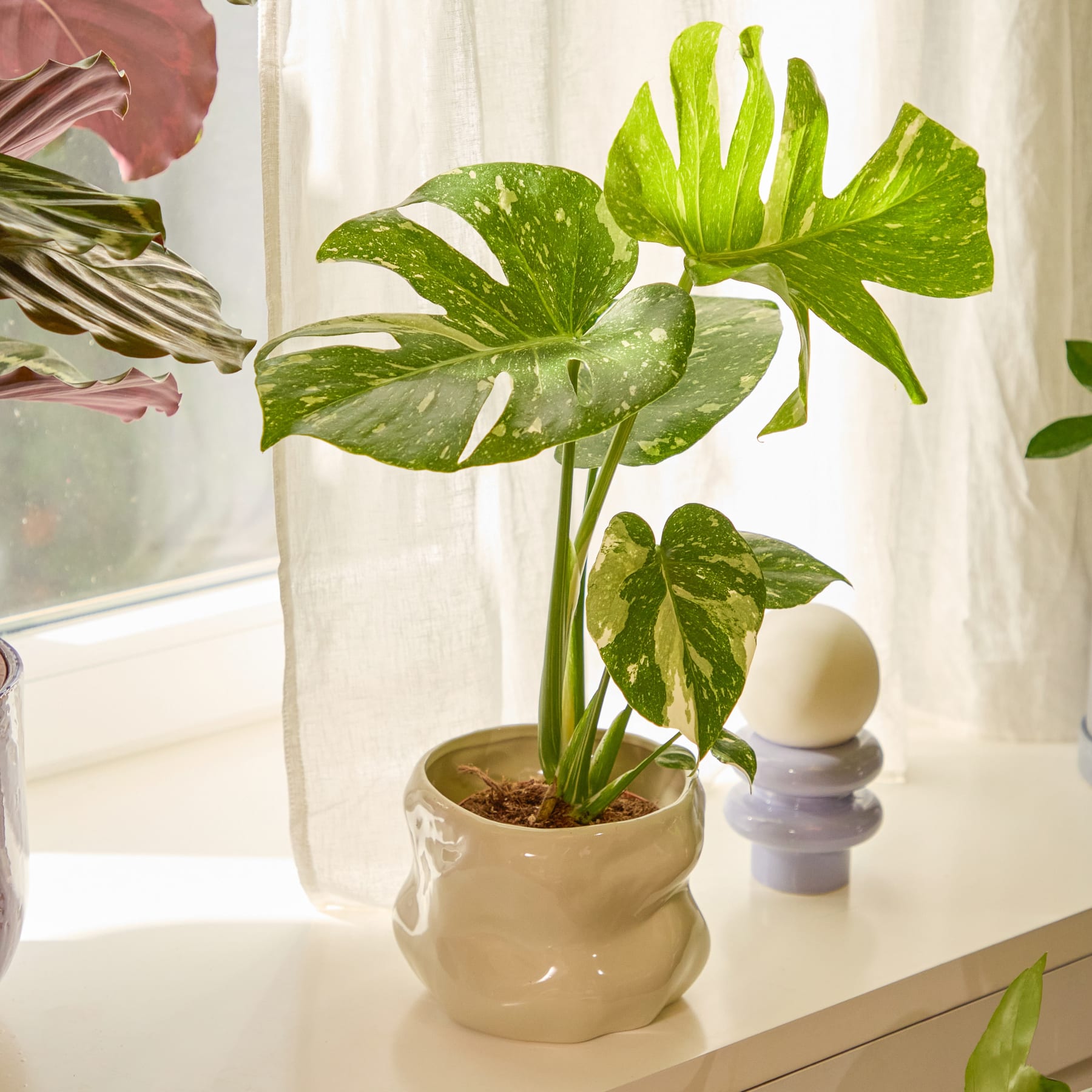 Eine Topfpflanze mit großen, grünen Blättern steht auf einer hellen Fläche vor einem schlichten weißen Hintergrund.