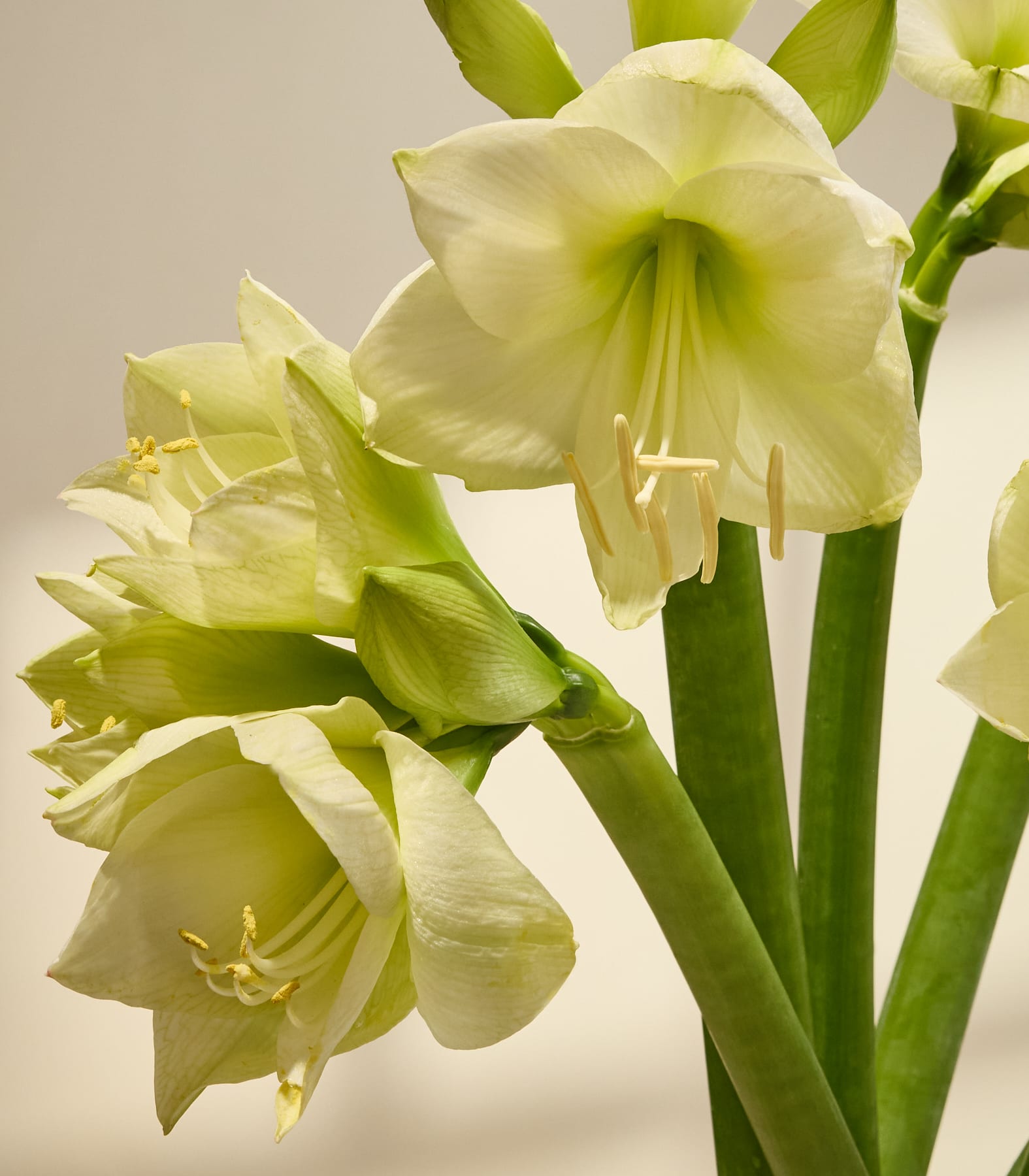 Ein Strauß wunderschöner weißer und grüner Blumen wird von einer Person gehalten, die einen grauen Pullover vor einem schlichten weißen Hintergrund trägt.