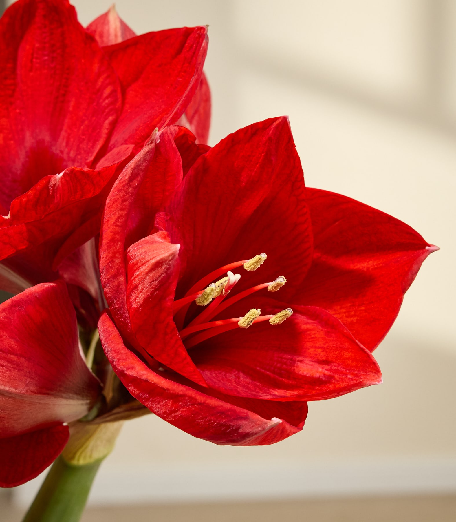 Ein Strauß leuchtend roter Tulpen, den eine Person vor einem schlichten weißen Hintergrund in den Händen hält.