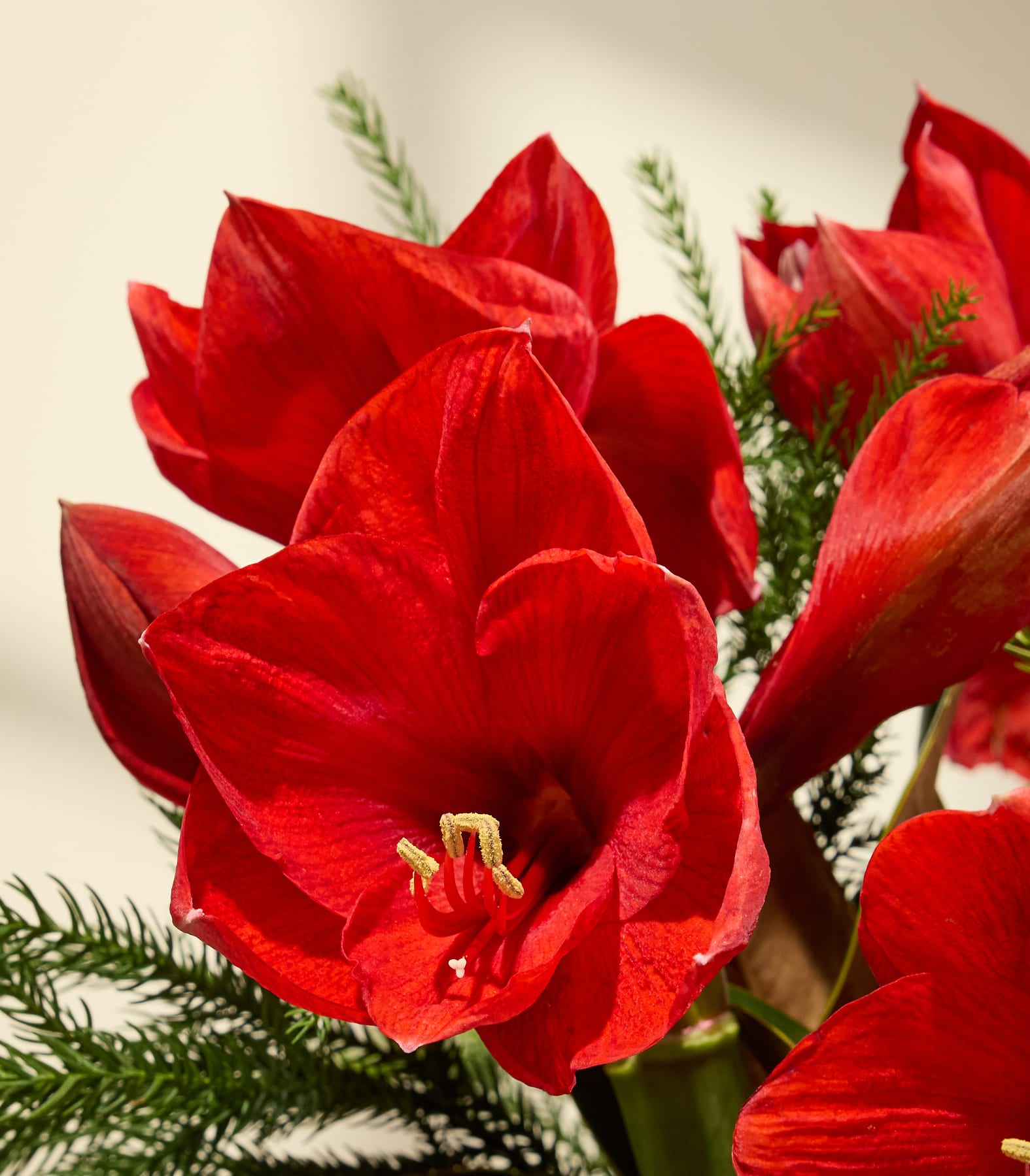Ein lebendiger Strauß roter Tulpen und immergrüner Blätter vor einem schlichten Hintergrund.