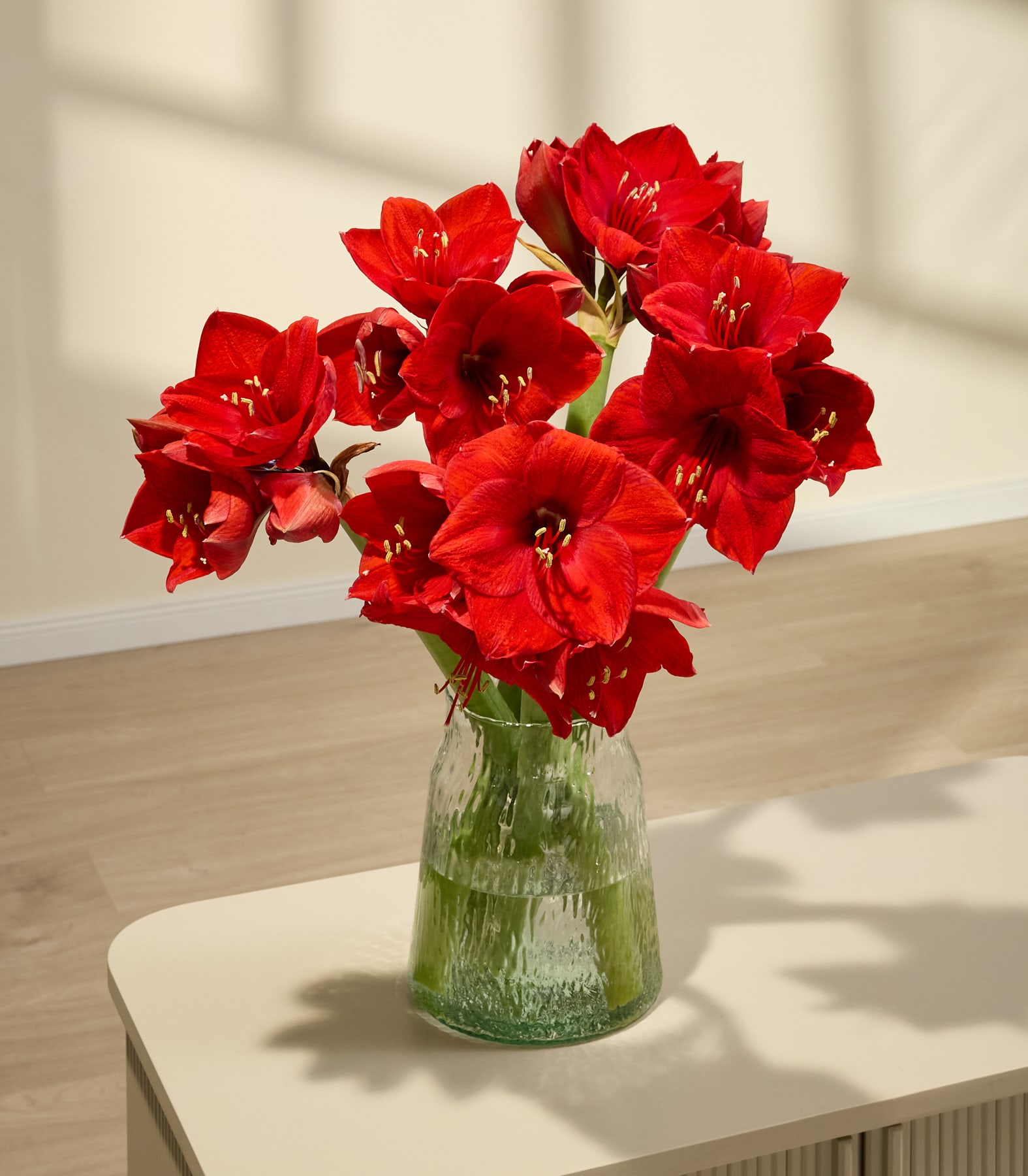 Vor einem schlichten weißen Hintergrund hält eine Person einen leuchtenden Strauß üppiger roter Nelken in den Händen.