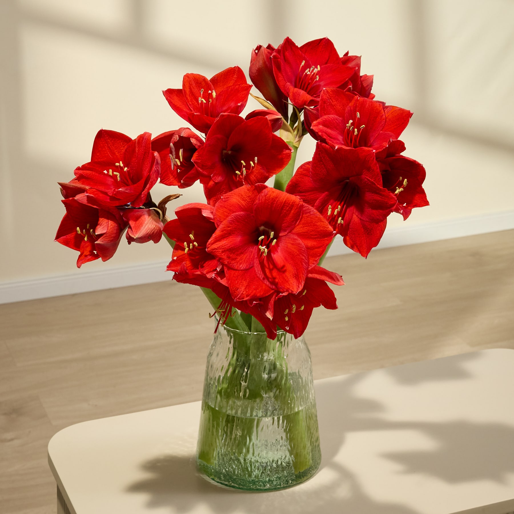 Vor einem schlichten weißen Hintergrund hält eine Person einen leuchtenden Strauß üppiger roter Nelken in den Händen.