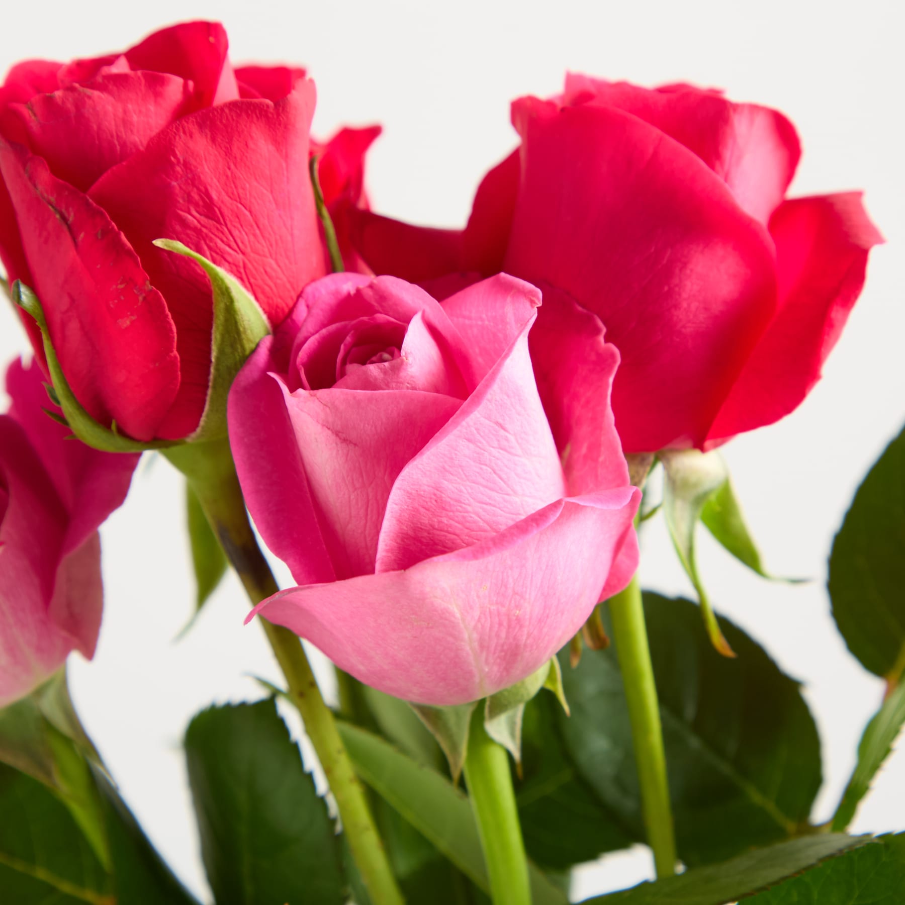 Leuchtend rosa Rosen mit üppigem grünem Laub füllen den Rahmen und schaffen eine optisch beeindruckende und fesselnde Blumenpracht.