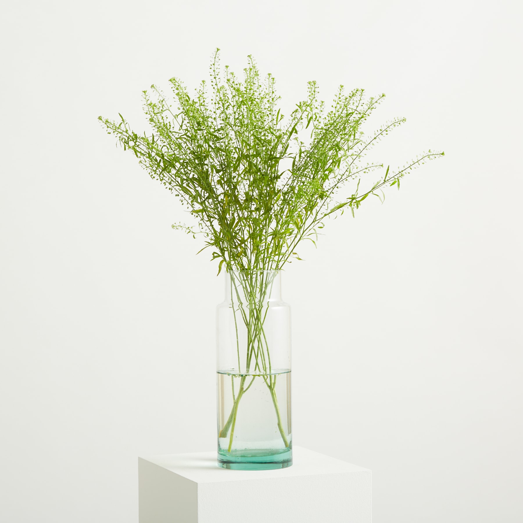 Zarte grüne, farnartige Blätter und Stängel vor einem schlichten weißen Hintergrund ergeben eine ruhige und minimalistische botanische Komposition.