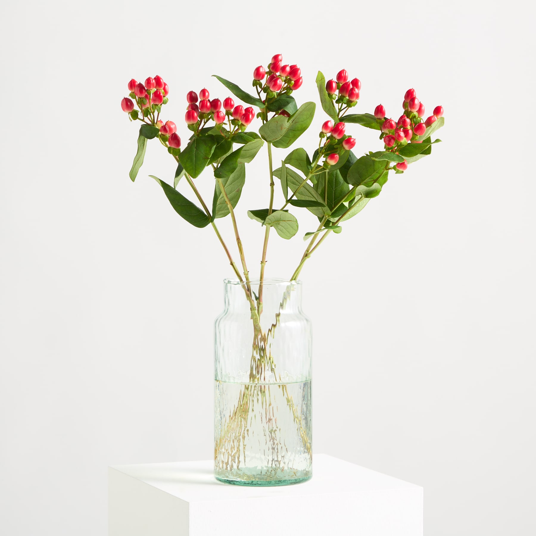Leuchtend rote Tulpenknospen mit üppigen grünen Blättern heben sich von einem schlichten weißen Hintergrund ab und schaffen eine auffällige und optisch ansprechende Komposition. (Beschreibungstext KI-generiert)