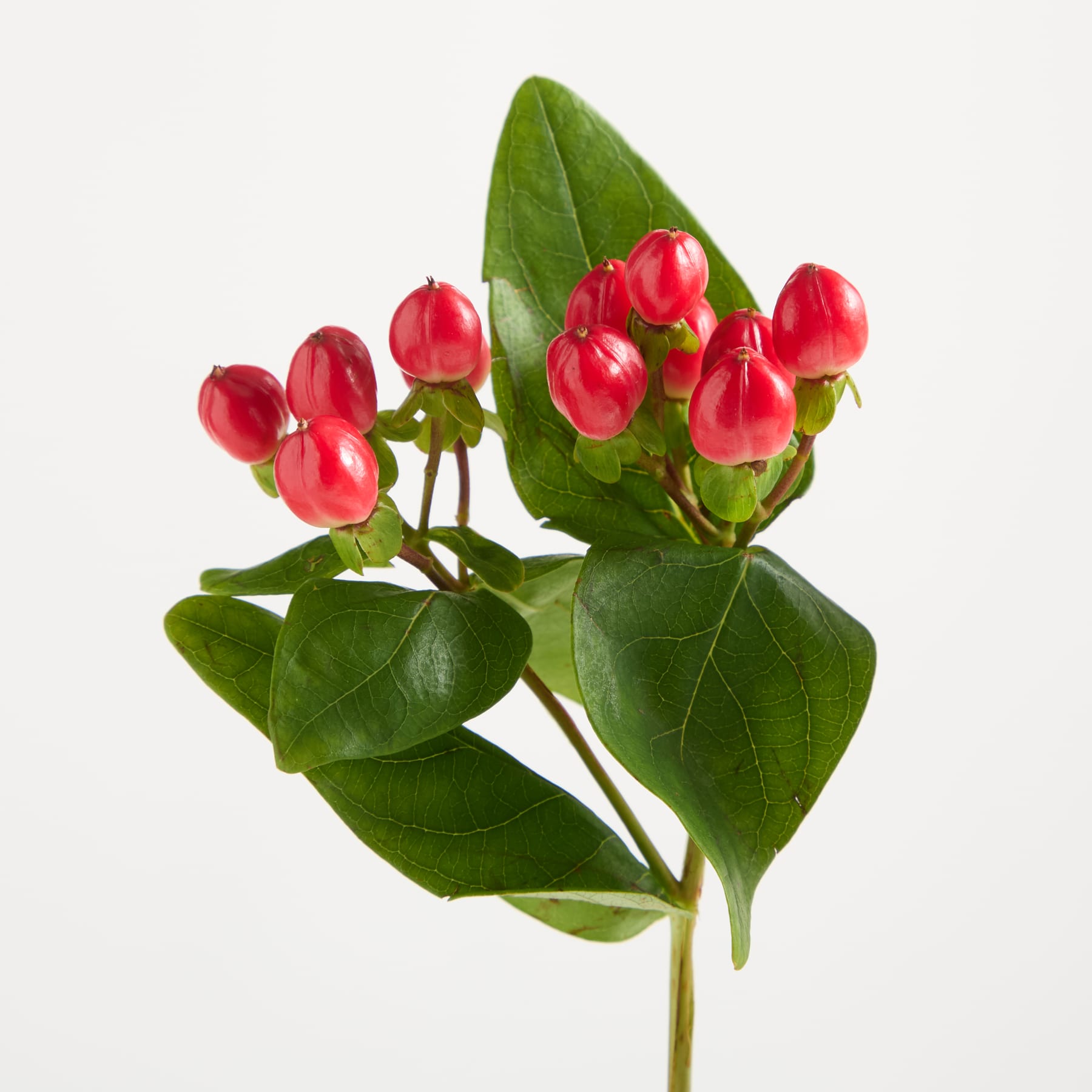Ein Strauß leuchtend roter Knospen mit grünen Blättern steht vor einem schlichten weißen Hintergrund und ergibt ein auffälliges und minimalistisches Blumenarrangement. (Beschreibungstext KI-generiert)