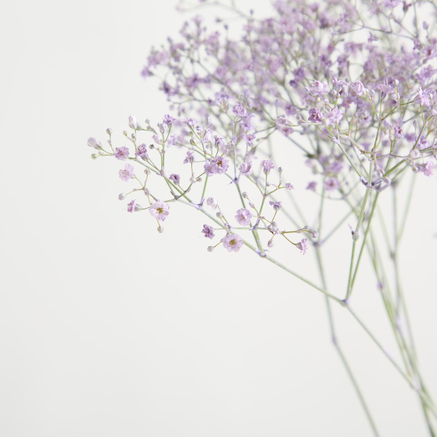 Ein üppiges, leuchtendes Feld zarter lila Blumen füllt den Rahmen, deren Blütenblätter sanft vor einem weichen, dunstigen Hintergrund wiegen.
