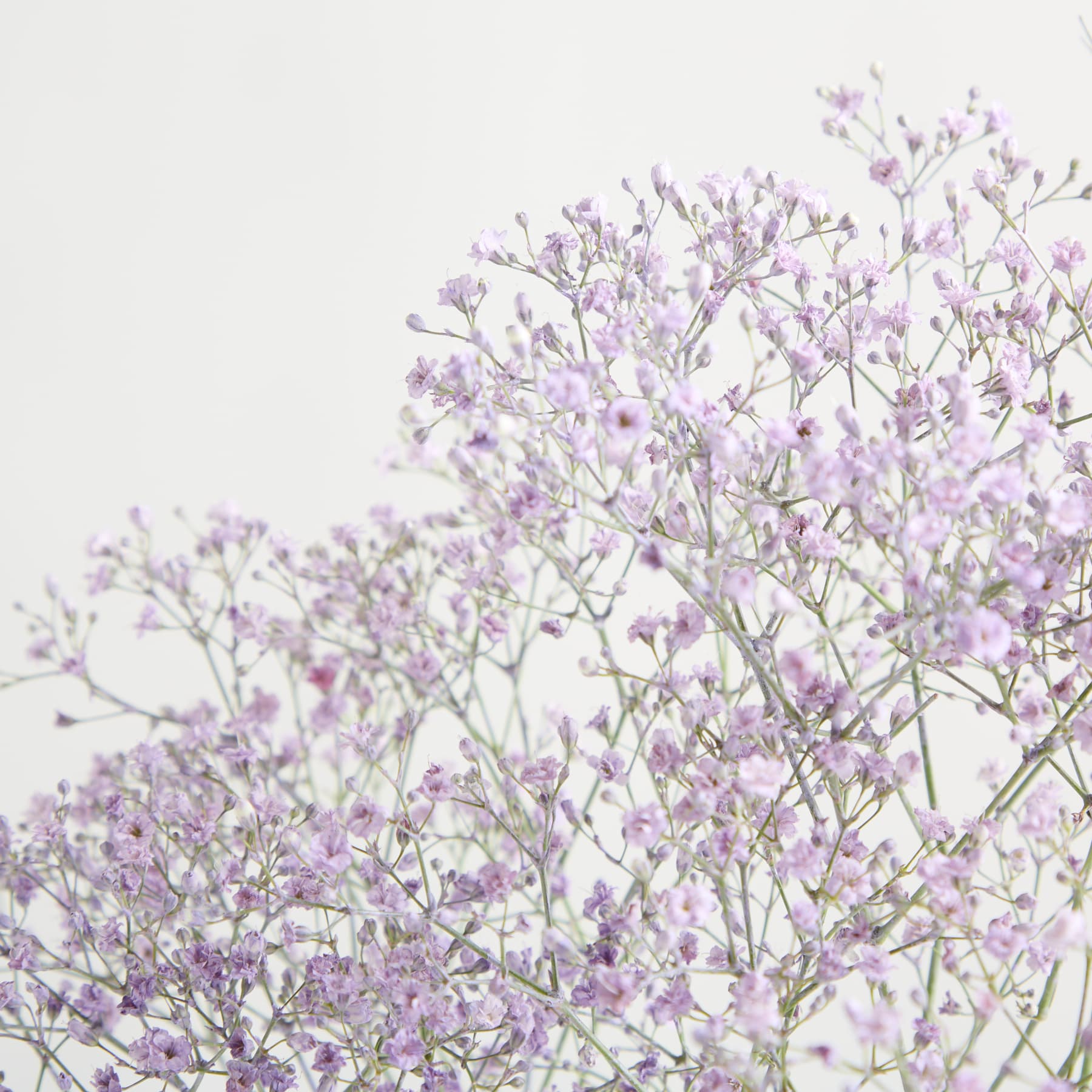 Das Bild zeigt eine Ansammlung zarter, violett gefärbter Blüten mit schlanken Stielen vor einem schlichten, weißen Hintergrund.