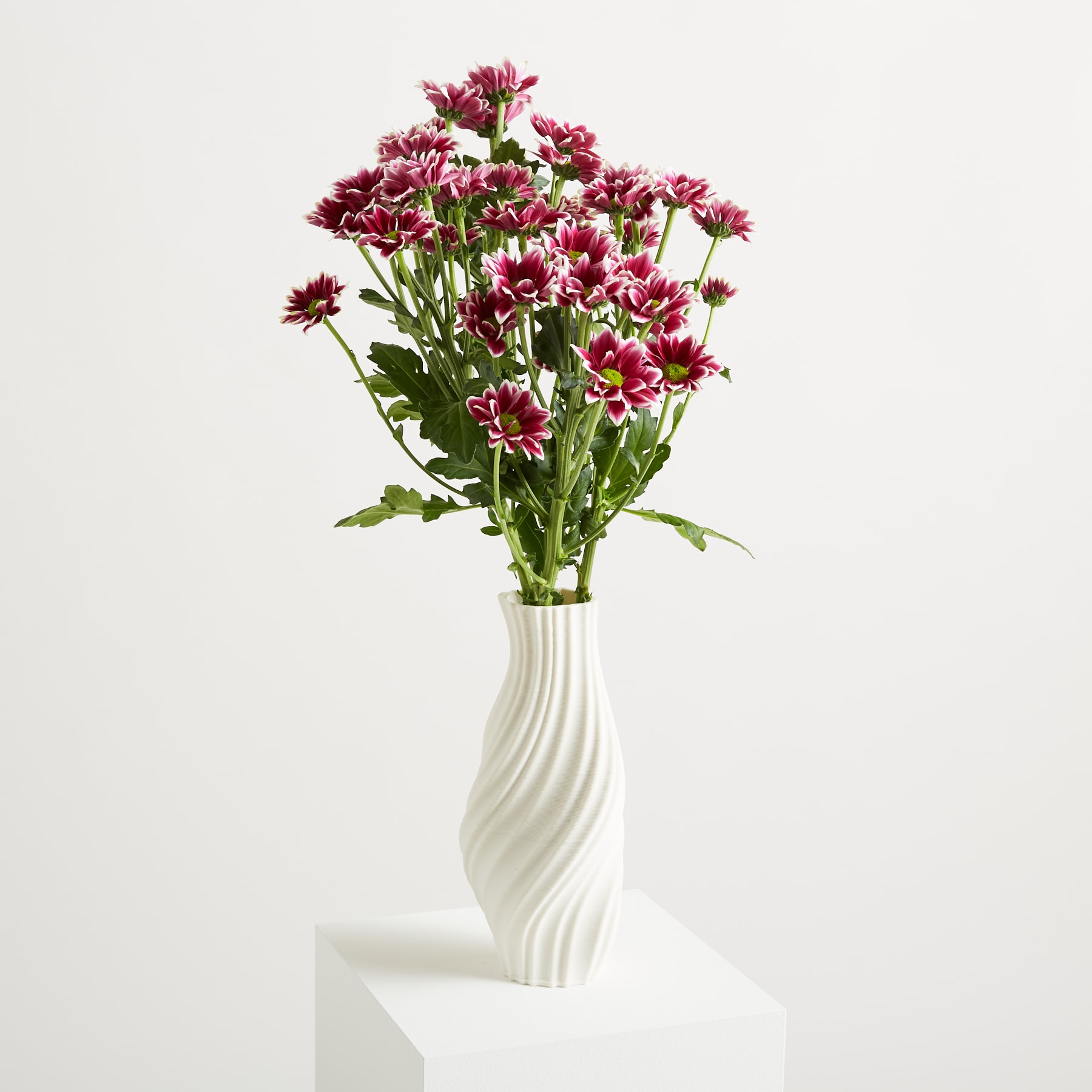 Ein Strauß leuchtend burgunderroter Chrysanthemenblüten steht in einer weißen Vase mit Spiralmuster vor einem schlichten, hellen Hintergrund.