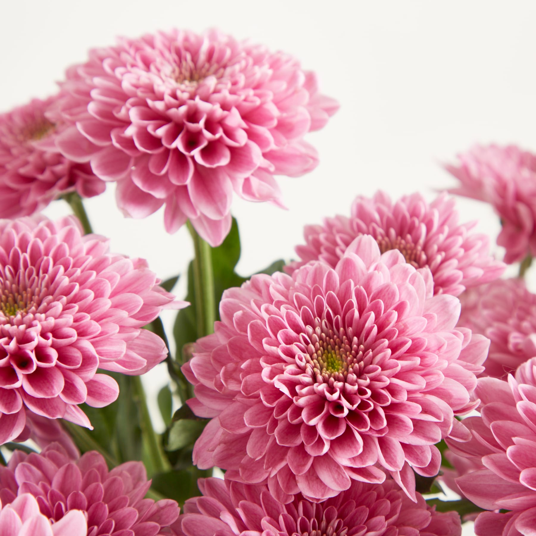 Eine leuchtend rosa Chrysanthemenblüte mit üppigen, zarten Blütenblättern steht vor einem schlichten, hellen Hintergrund.