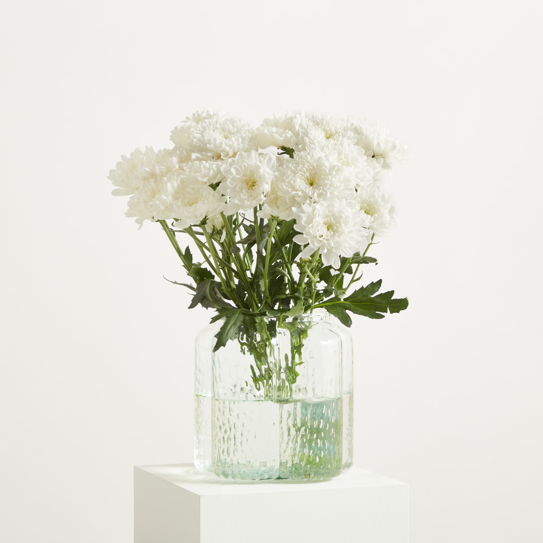 Das Bild zeigt eine Nahaufnahme einer wunderschönen, zarten weißen Chrysanthemenblüte mit ihren komplizierten Blütenblättern und der leuchtend gelben Mitte vor einem weichen, unscharfen grünen Hintergrund.