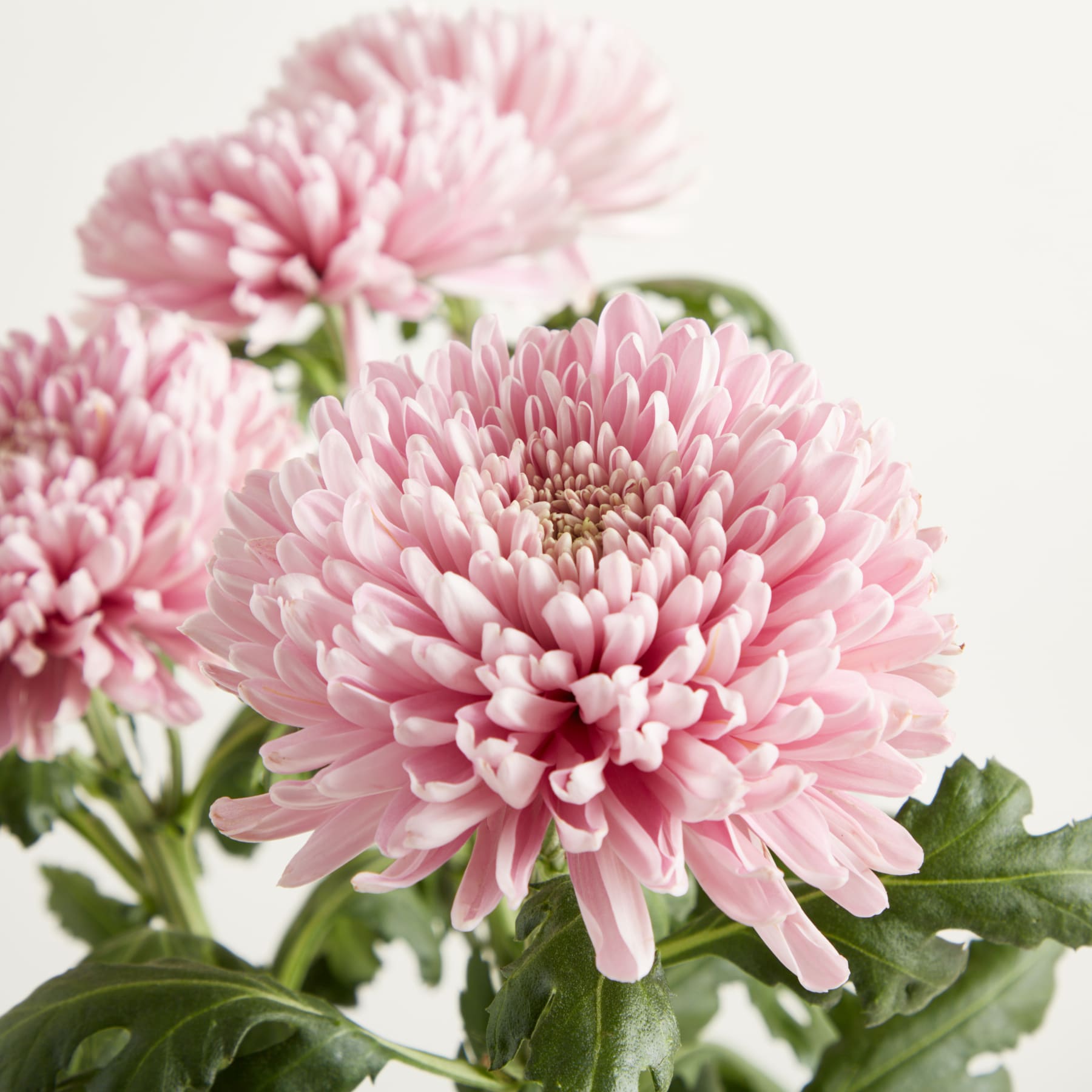 Zarte, hellrosa Chrysanthemenblüten mit üppigem grünem Laub vor einem schlichten, hellen Hintergrund.