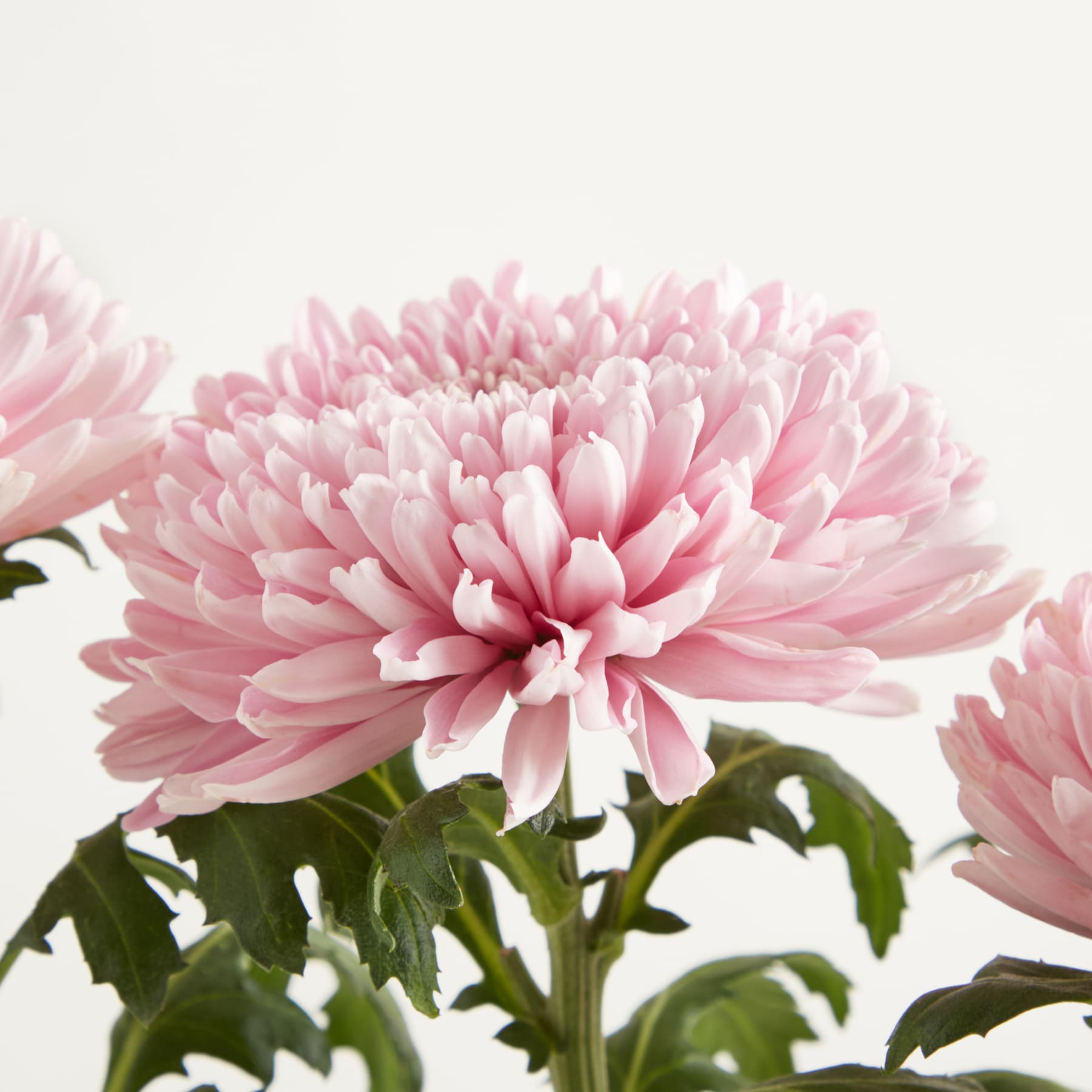 Eine leuchtende, zartrosa Chrysanthemenblüte mit zarten Blütenblättern steht vor einem schlichten weißen Hintergrund und schafft eine heitere und minimalistische Komposition.