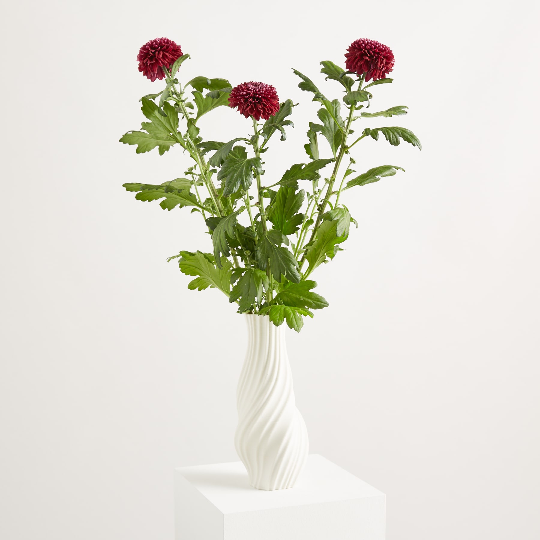 Auf einem schlichten weißen Hintergrund steht eine Vase mit einem Strauß leuchtender, tiefroter Chrysanthemenblüten. (Beschreibungstext KI-generiert)