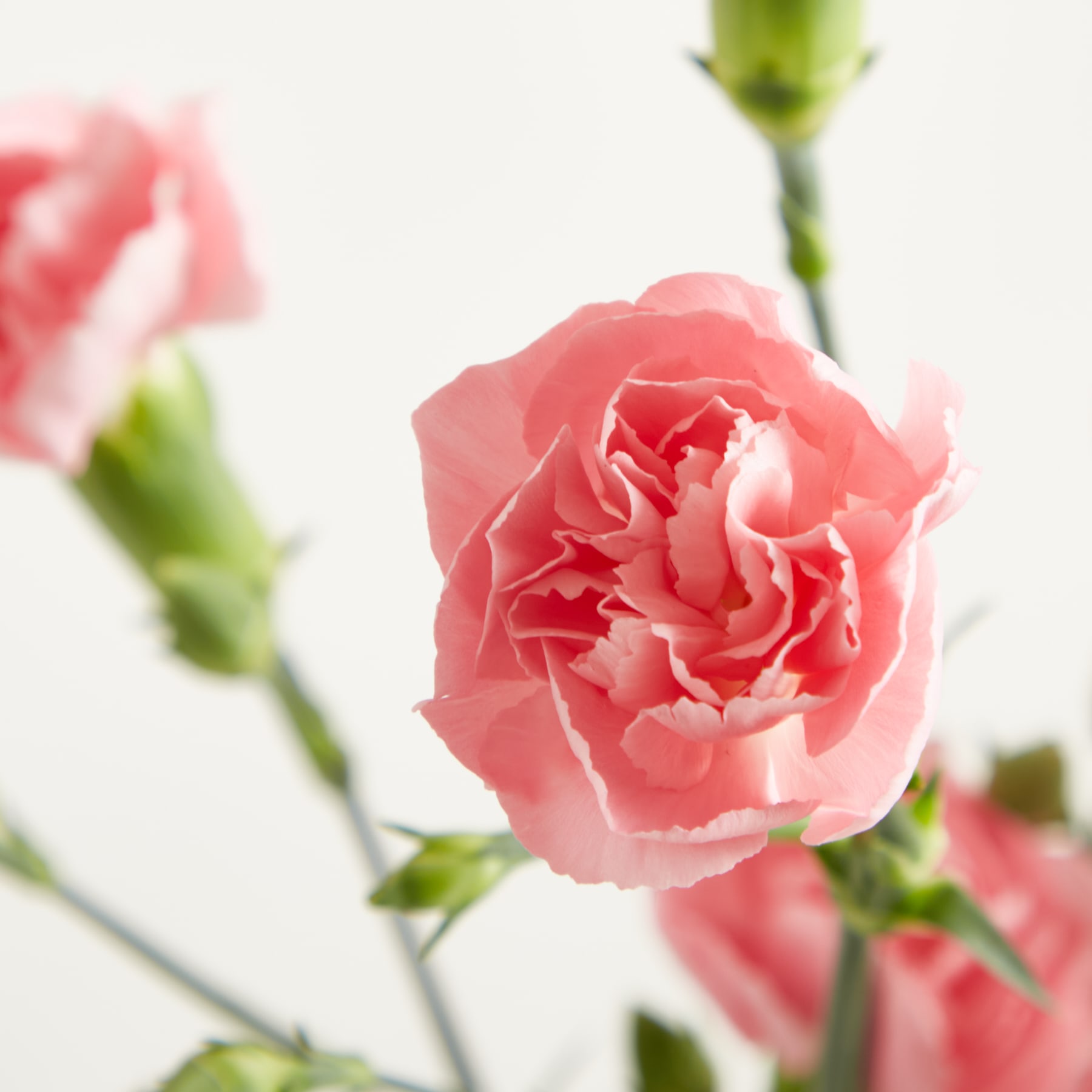 Zarte rosa Nelkenblüten mit üppigen grünen Stielen und Knospen vor einem schlichten weißen Hintergrund.