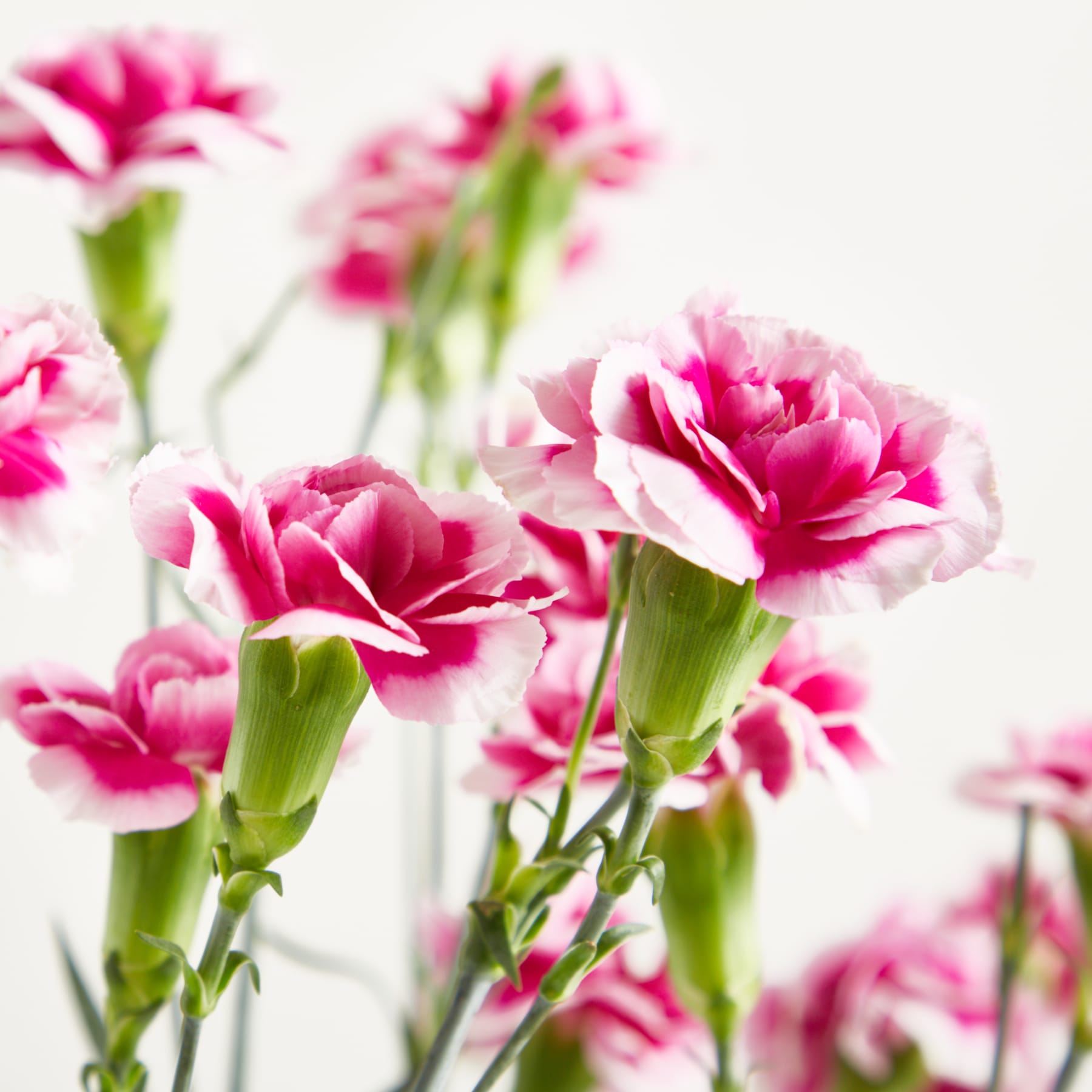 Leuchtend pinkfarbene Nelken mit zarten Blütenblättern und grünen Stielen heben sich von einem verschwommenen, hellen Hintergrund ab.