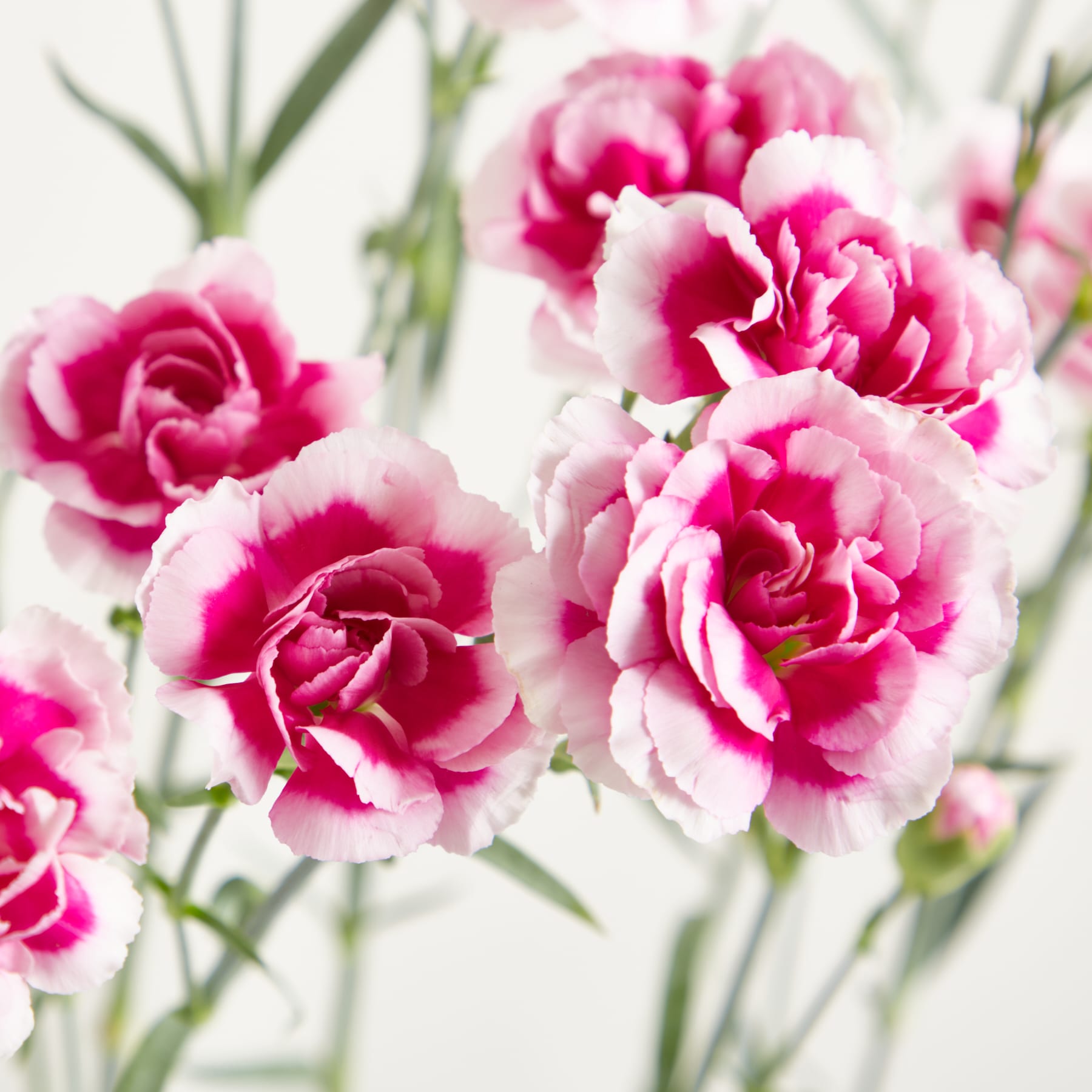 Leuchtend rosa Nelken mit zarten Blütenblättern blühen vor einem weichen, verschwommenen Hintergrund.