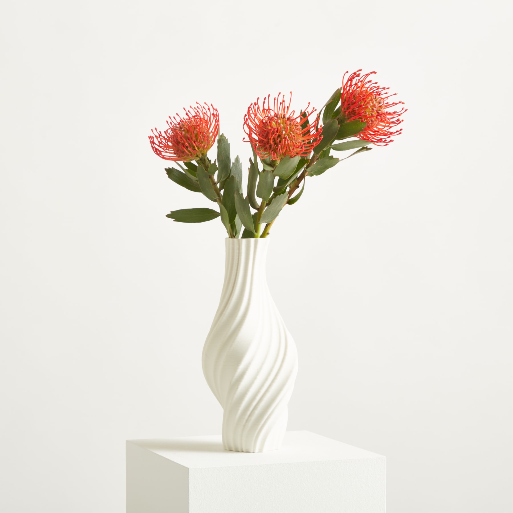 Eine leuchtend rot-orange Blume mit langen, dünnen Blütenblättern wächst aus einem grünen, belaubten Stiel vor einem schlichten, weißen Hintergrund. (Beschreibungstext KI-generiert)