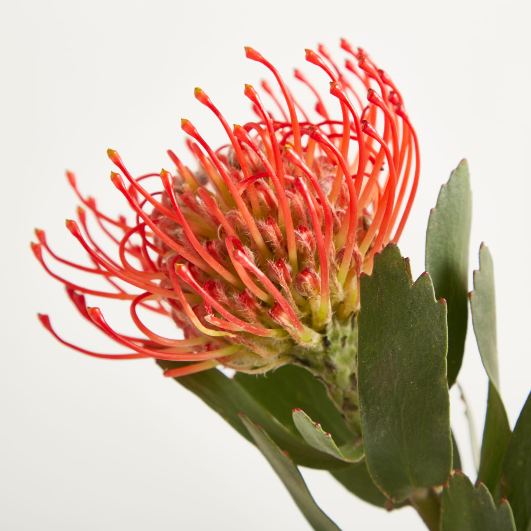 Eine leuchtend rot-orange Blume mit komplizierten, stacheligen Blütenblättern hebt sich von einem schlichten weißen Hintergrund ab. (Beschreibungstext KI-generiert)