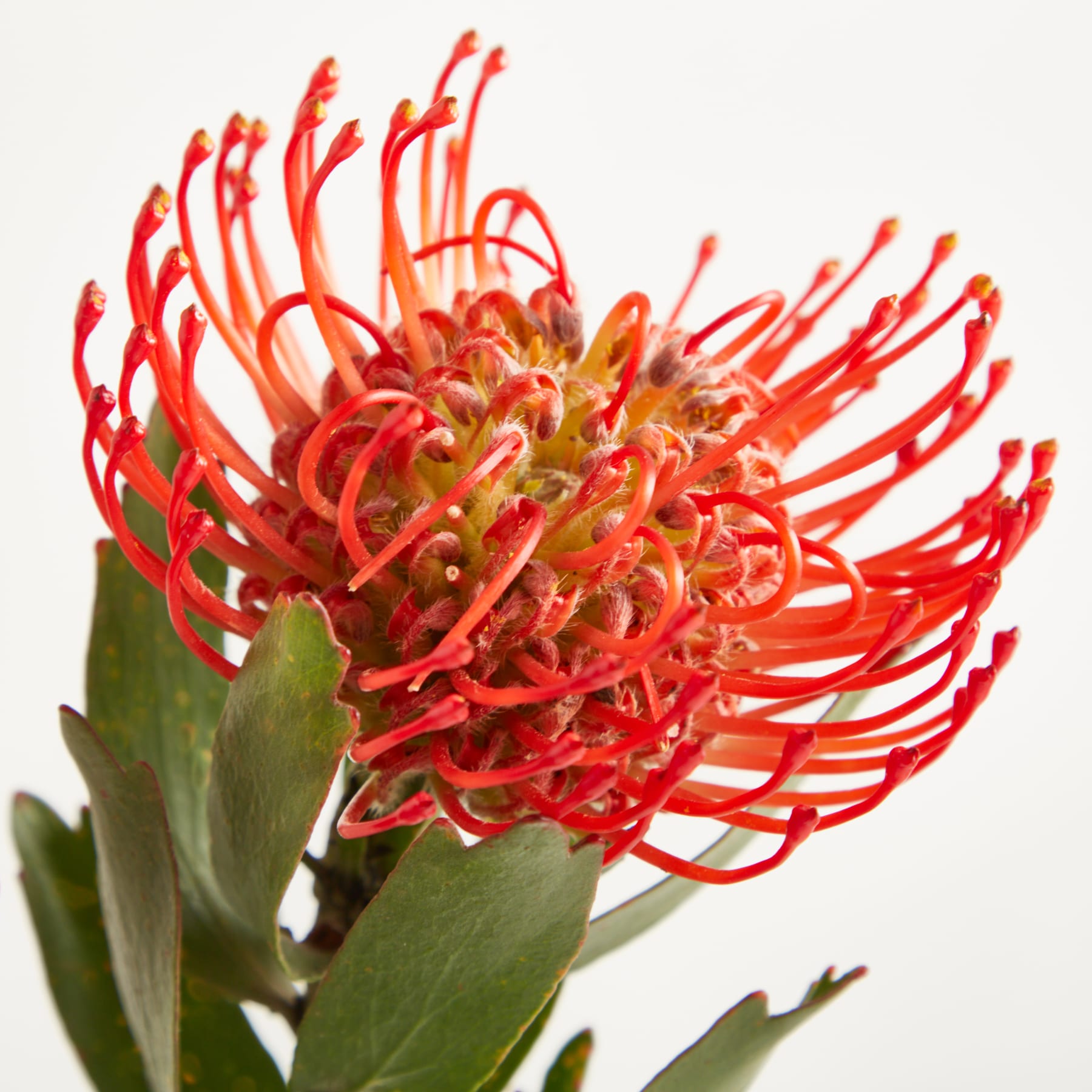 Eine leuchtende, rot-orange Blume mit langen, dünnen Blütenblättern und einer markanten Mitte füllt den Rahmen vor einem schlichten weißen Hintergrund. (Beschreibungstext KI-generiert)