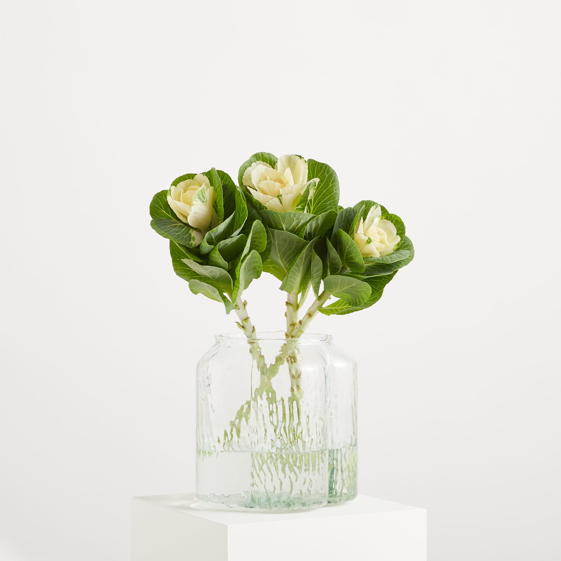 Ein Strauß weißer und grüner Tulpen in einer durchsichtigen Glasvase vor schlichtem weißen Hintergrund. (Beschreibungstext KI-generiert)