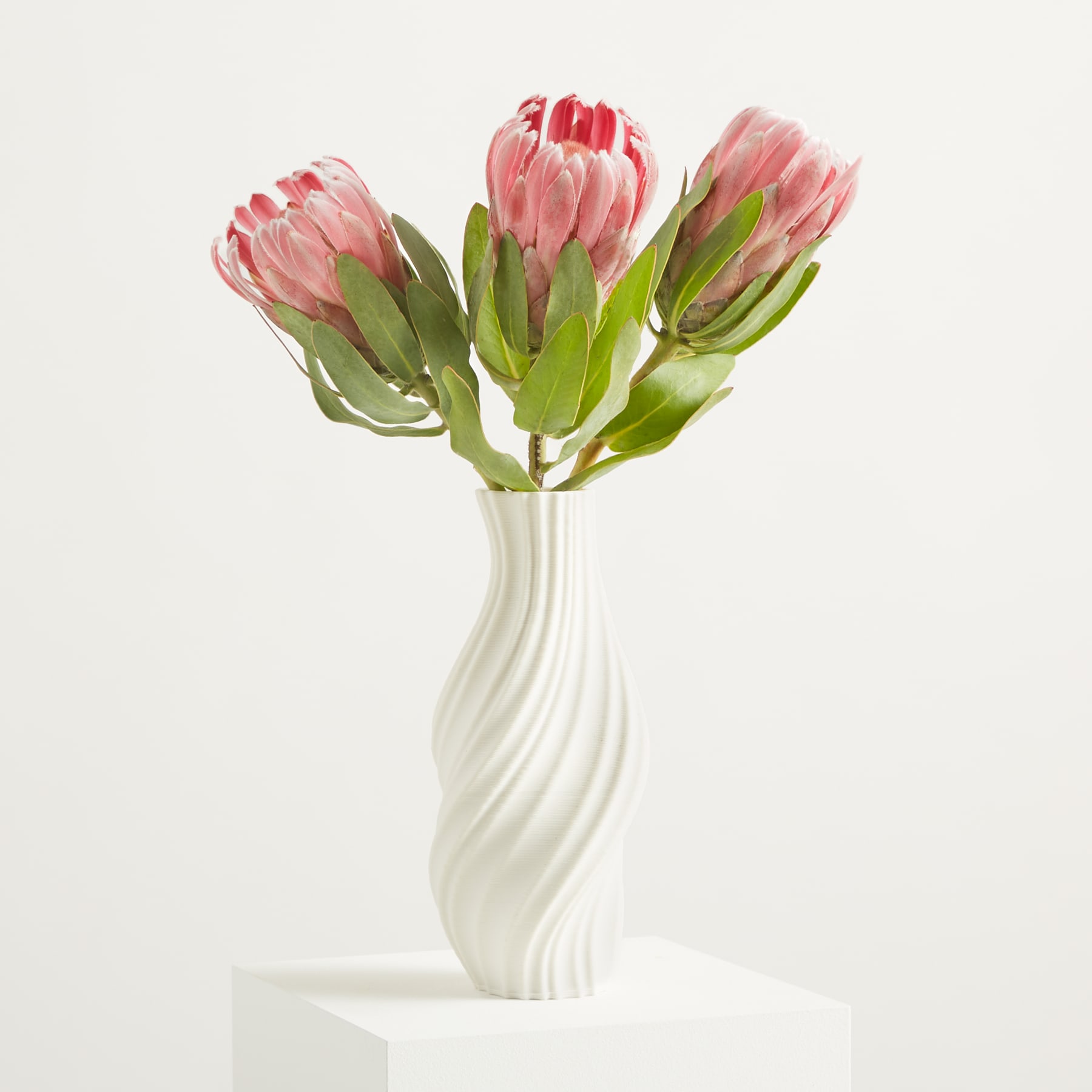 Ein Strauß leuchtend pinkfarbener Proteablüten steht elegant in einer weißen, geschwungenen Vase vor einem schlichten weißen Hintergrund. (Beschreibungstext KI-generiert)