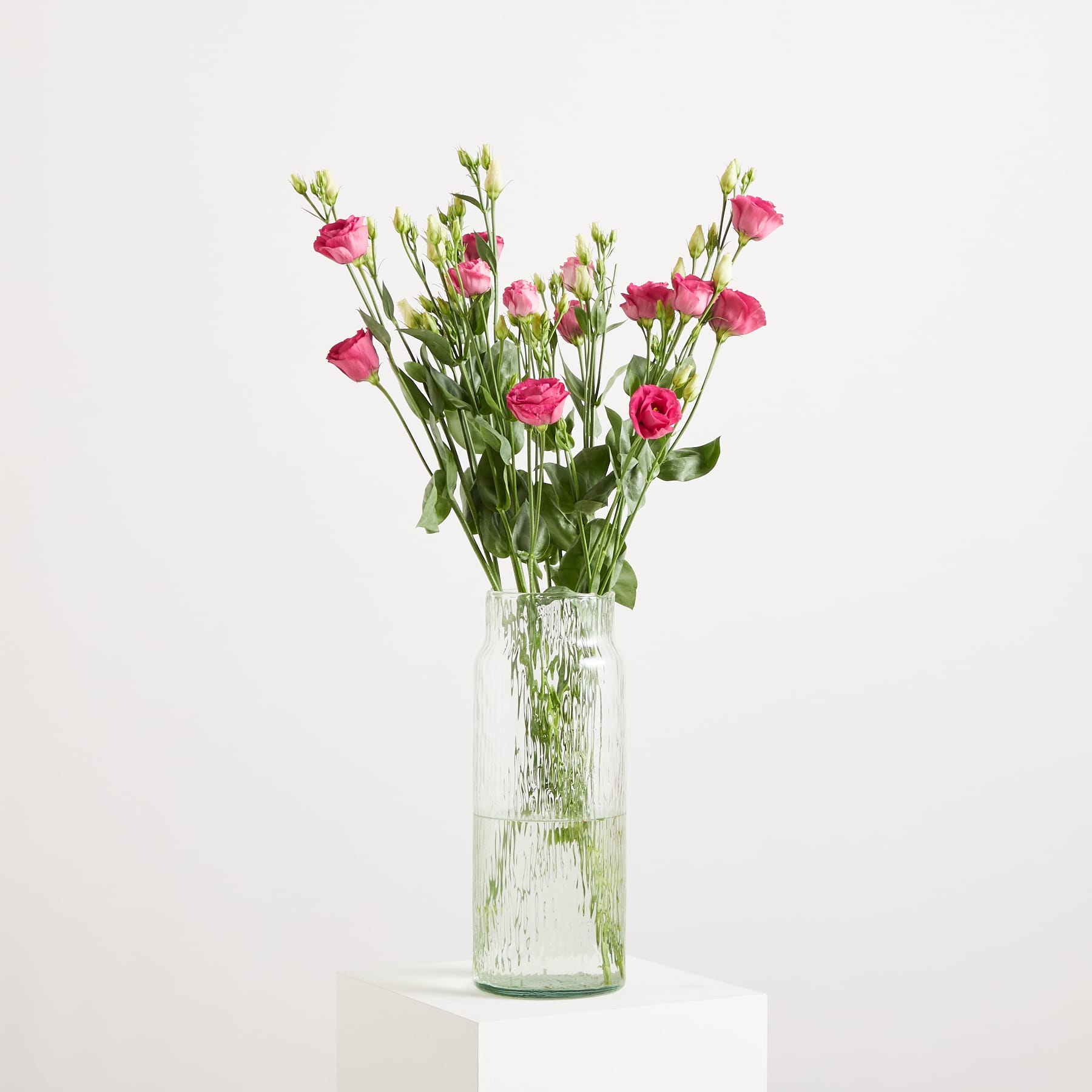 Leuchtend rosa Rosen mit zarten grünen Knospen heben sich von einem schlichten weißen Hintergrund ab und schaffen eine optisch beeindruckende und elegante Komposition. (Beschreibungstext KI-generiert)