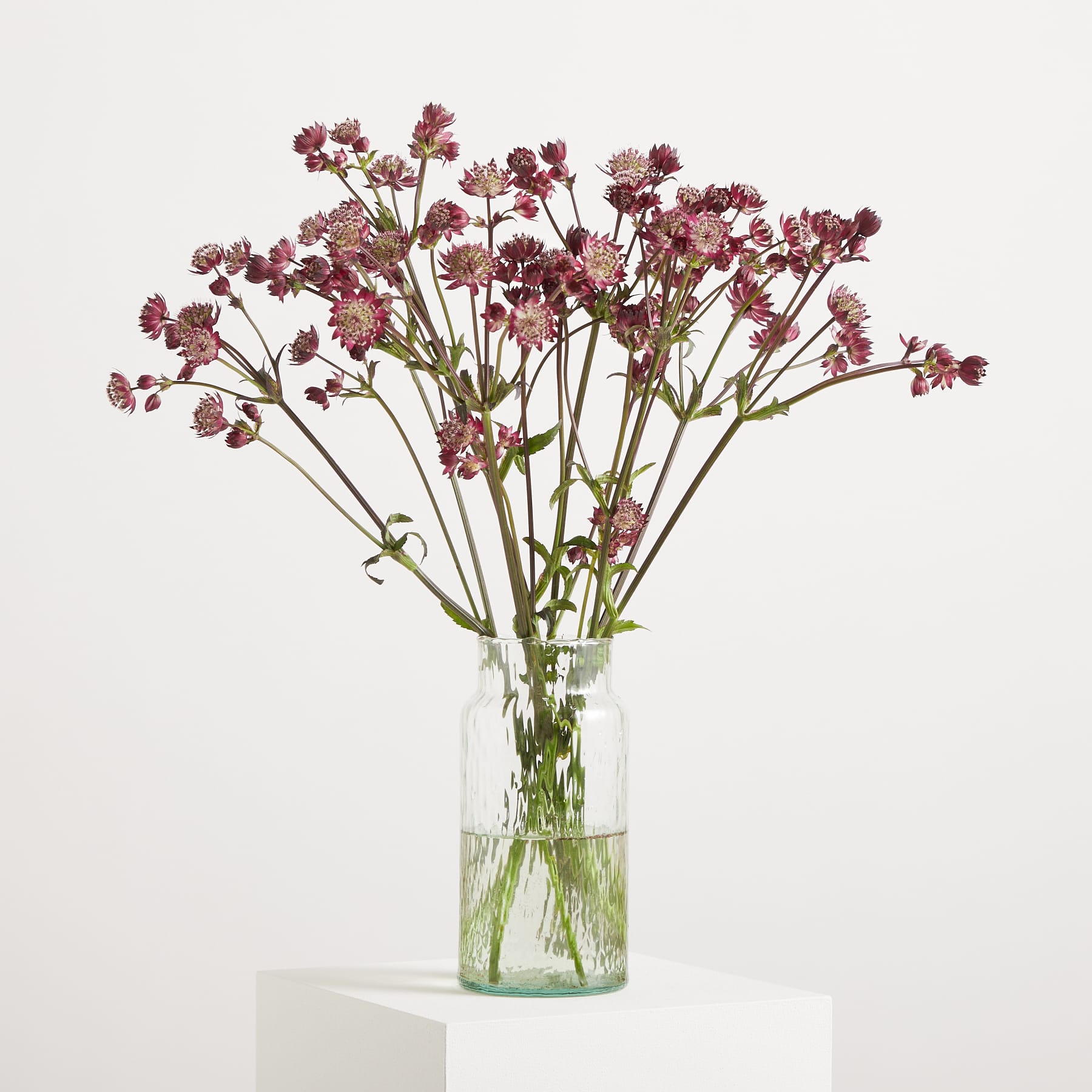 Kräftige, burgunderfarbene Blumen mit kunstvollen Blütenblättern und Blütenmitten blühen vor einem schlichten Hintergrund und schaffen eine eindrucksvolle und optisch fesselnde Szene.