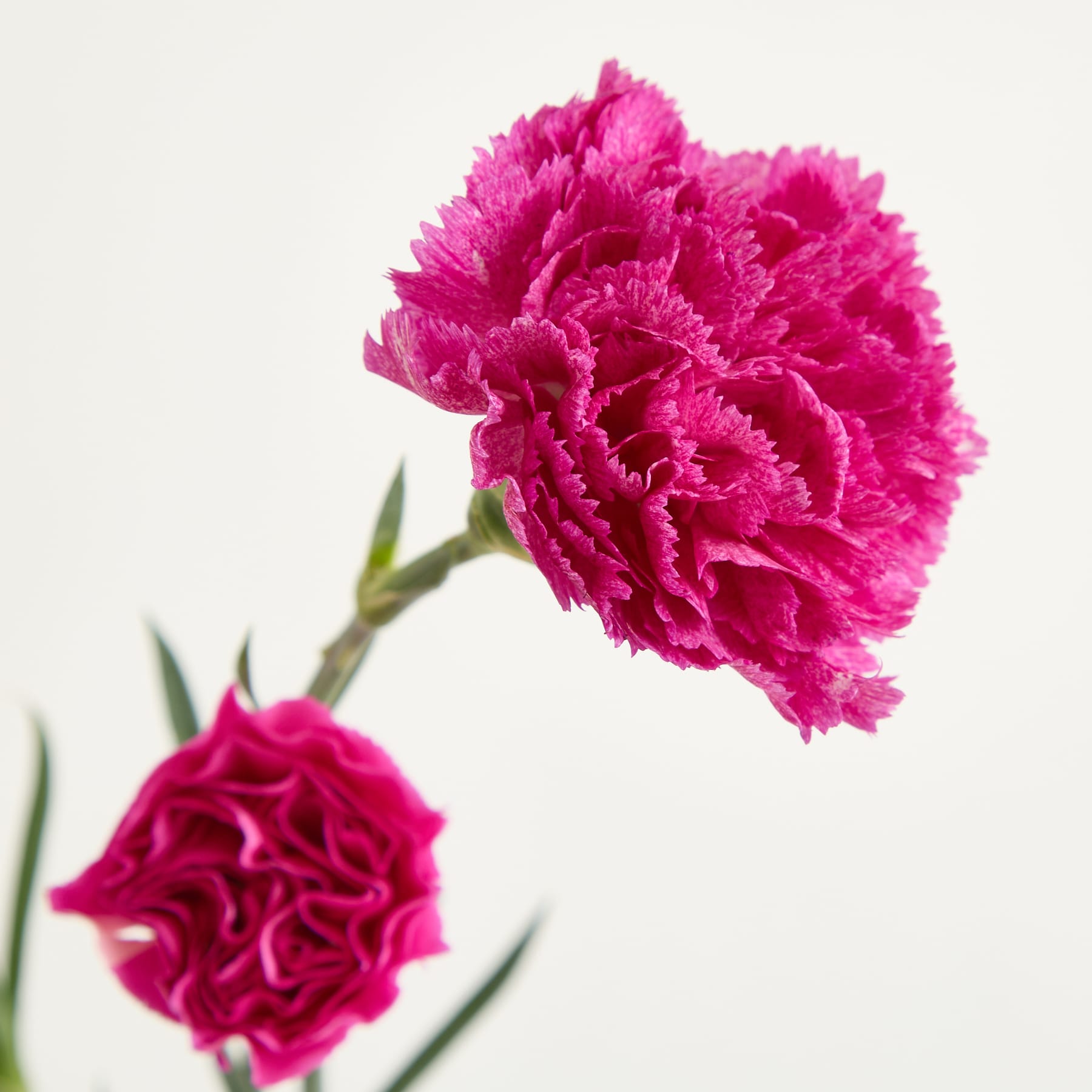 Ein Strauß leuchtend pinkfarbener Nelken steht in einer durchsichtigen Glasvase vor einem schlichten weißen Hintergrund.
