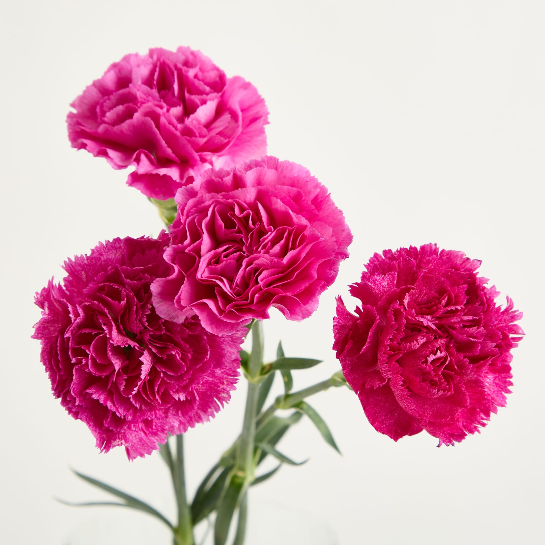 Leuchtend rosa Nelkenblüten mit zarten, gewellten Blütenblättern heben sich von einem schlichten, hellen Hintergrund ab.