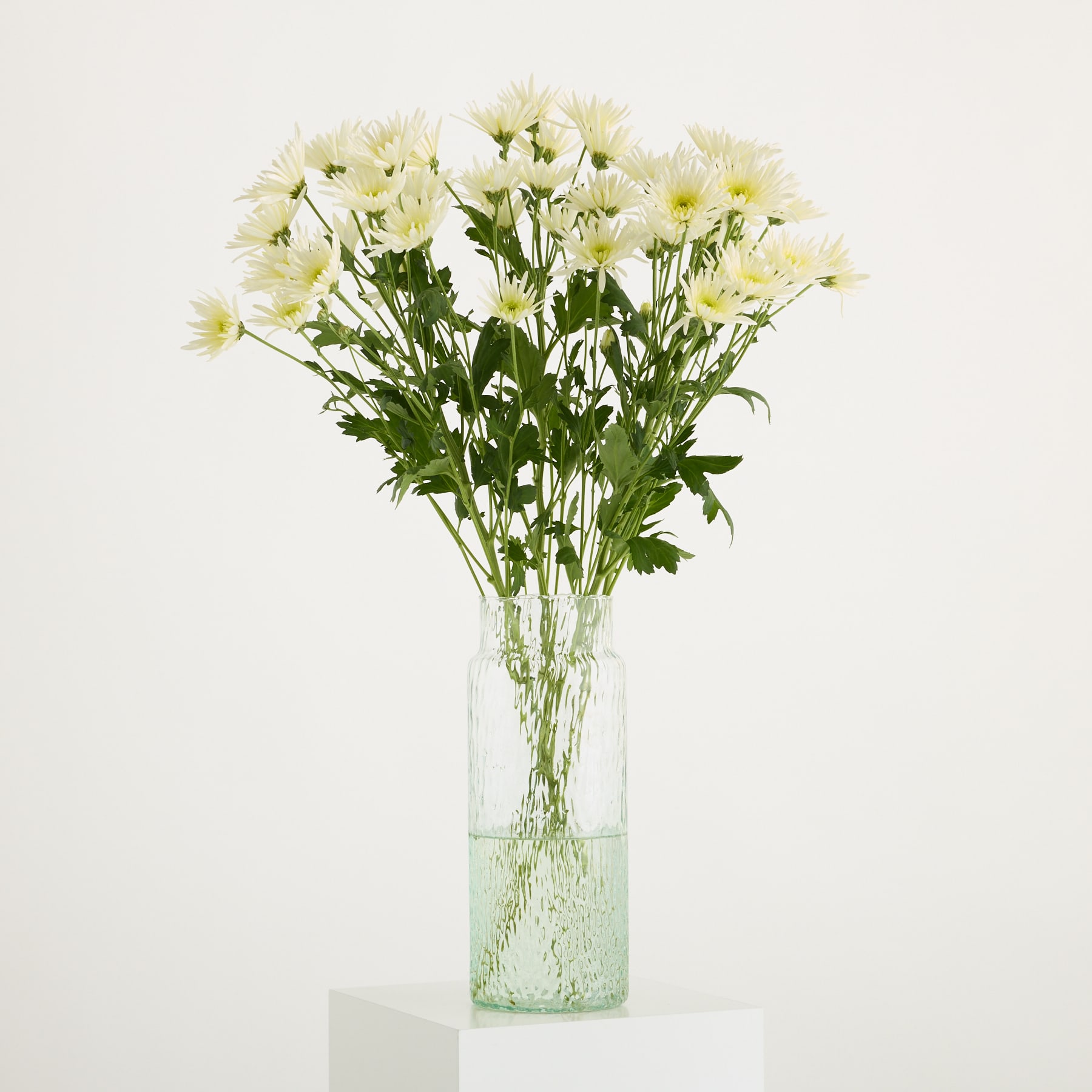 Ein Strauß zarter weißer Chrysanthemenblüten, arrangiert in einer Glasvase vor einem schlichten weißen Hintergrund.