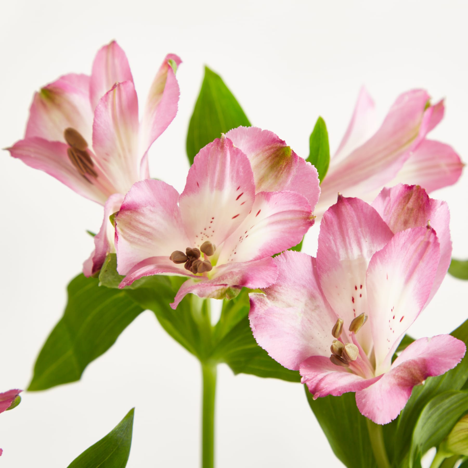 Ein Strauß zarter rosa und weißer Blumen in einer Glasvase steht auf einem schlichten weißen Hintergrund.