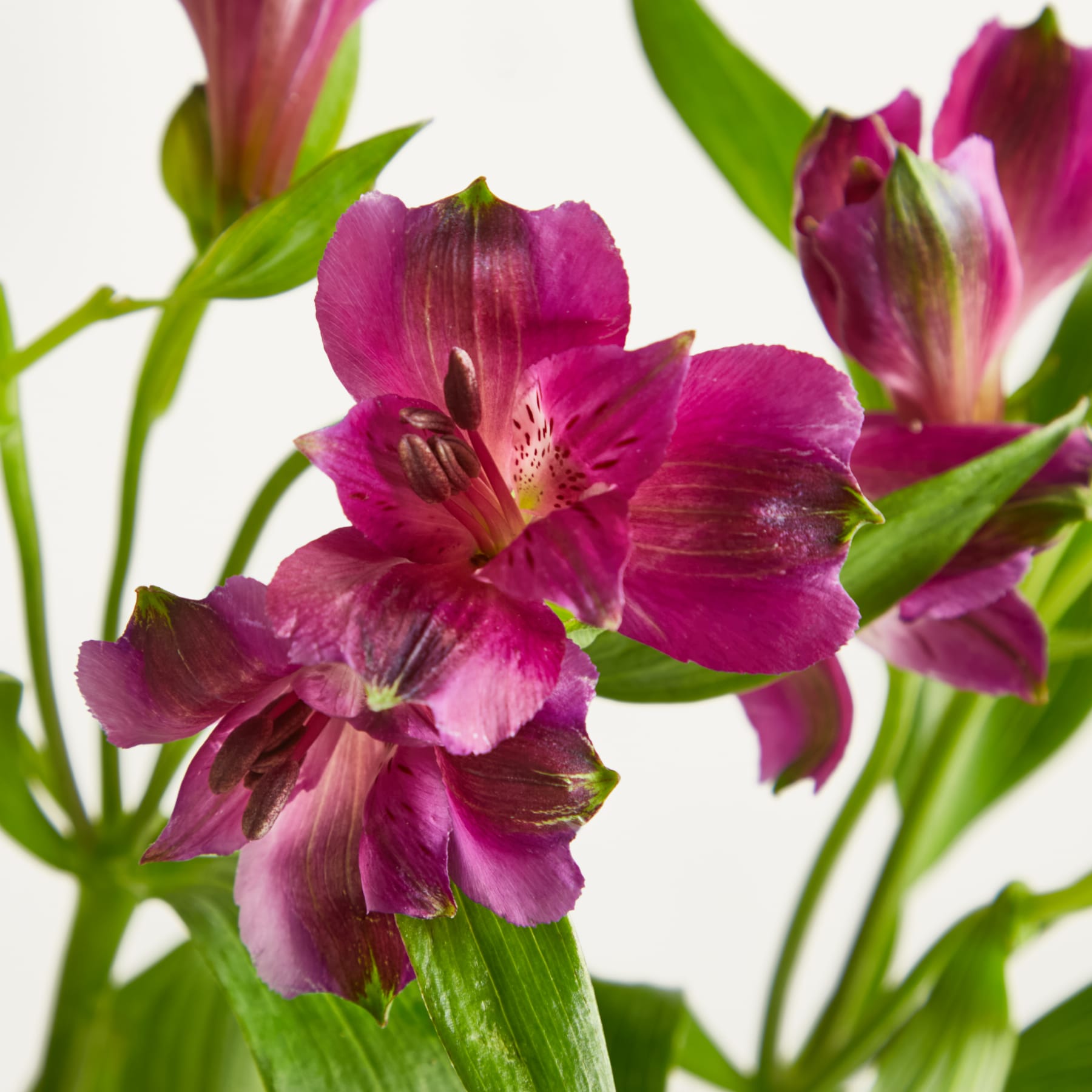 Ein Strauß leuchtend violetter Blumen mit grünen Blättern steht vor einem schlichten weißen Hintergrund. (Beschreibungstext KI-generiert)