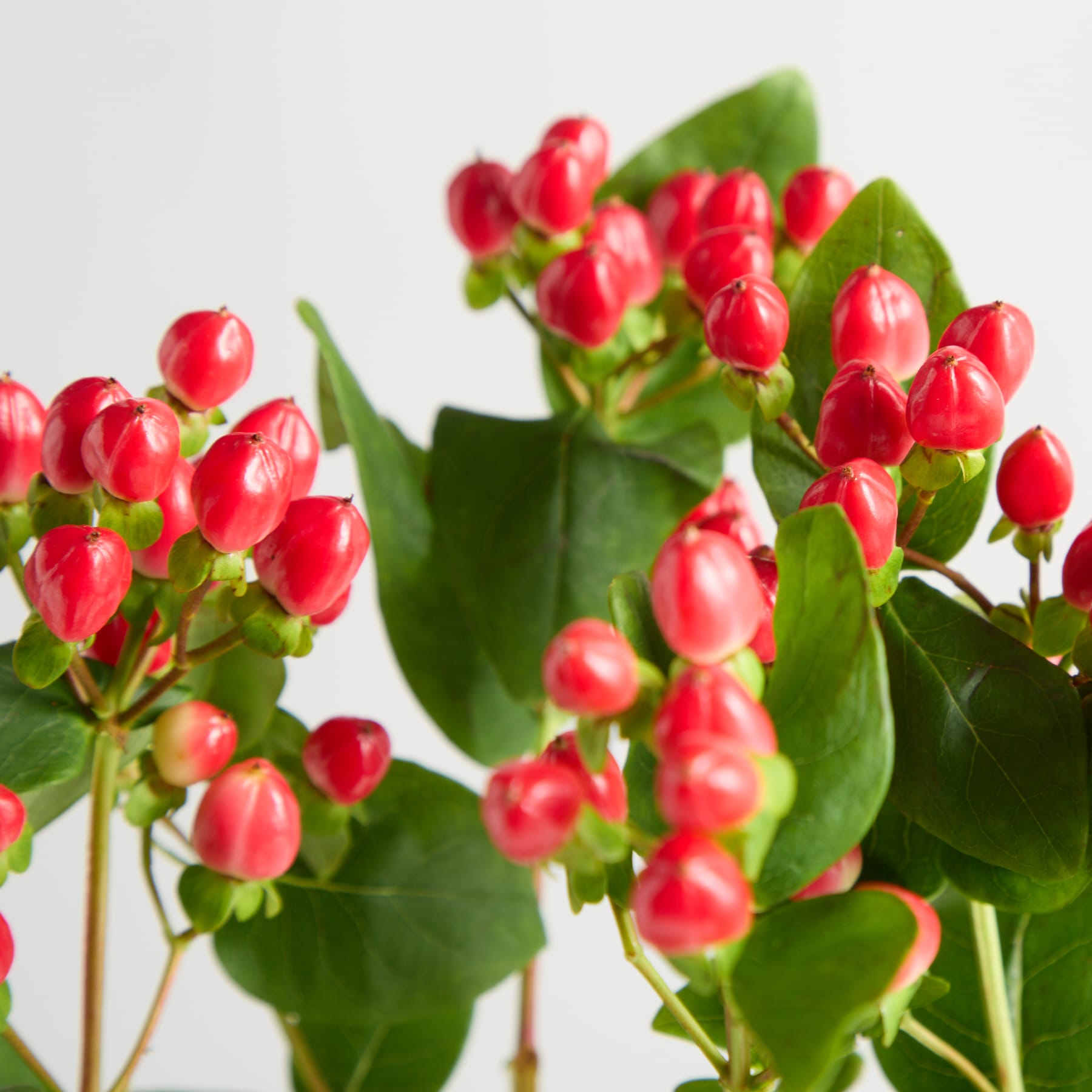 Eine klare Glasvase gefüllt mit leuchtend roten Beeren und grünen Blättern steht auf einer weißen Fläche vor einem schlichten weißen Hintergrund. (Beschreibungstext KI-generiert)
