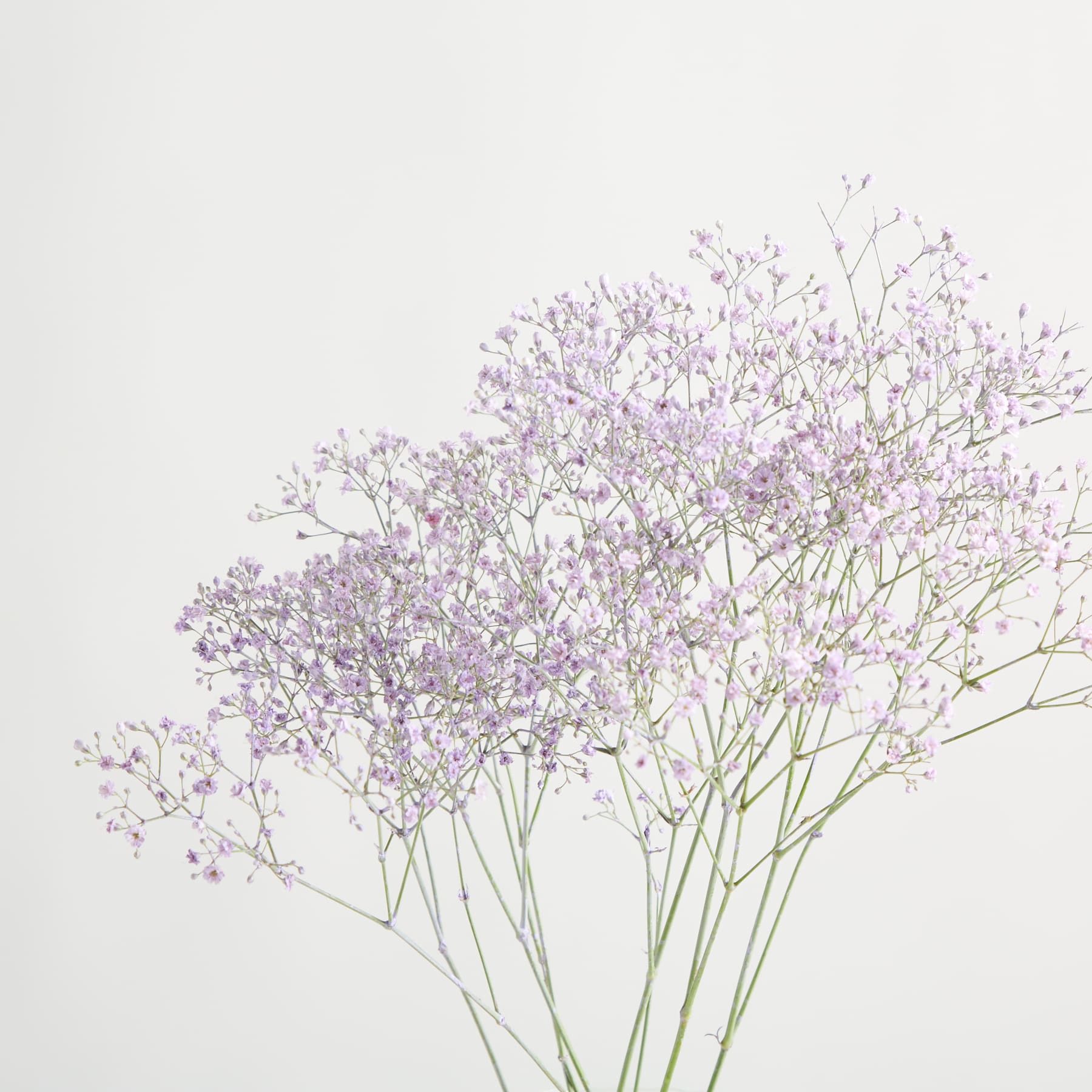 Eine klare Glasvase mit zarten violetten Blumen steht auf einer weißen Fläche vor einem schlichten Hintergrund.
