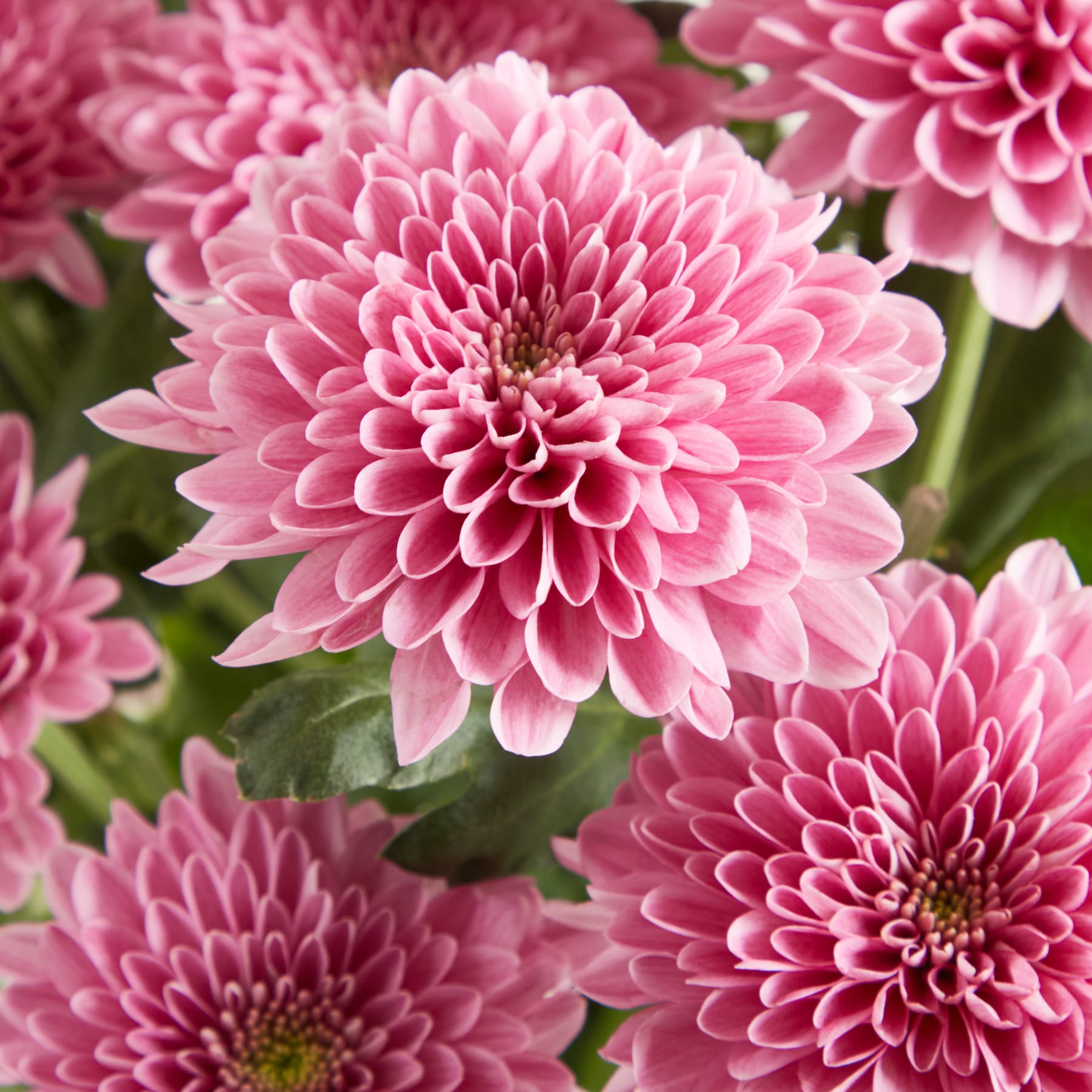 Ein Strauß zartrosa Chrysanthemenblüten in einer klaren Glasvase steht vor einem schlichten weißen Hintergrund.