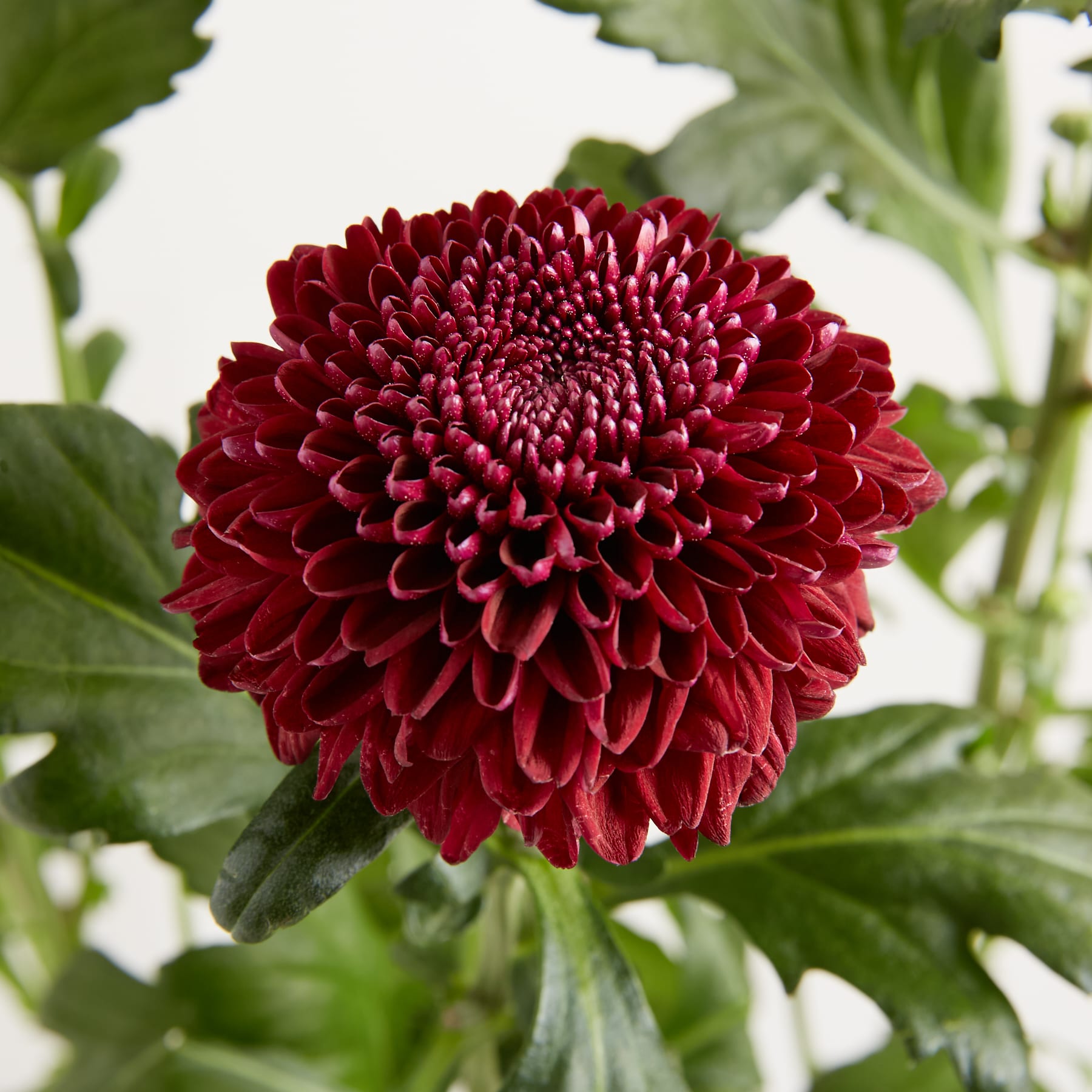 Eine leuchtende, tiefrote Chrysanthemenblüte in voller Blüte, umgeben von üppigem grünem Laub vor einem hellen, weißen Hintergrund. (Beschreibungstext KI-generiert)
