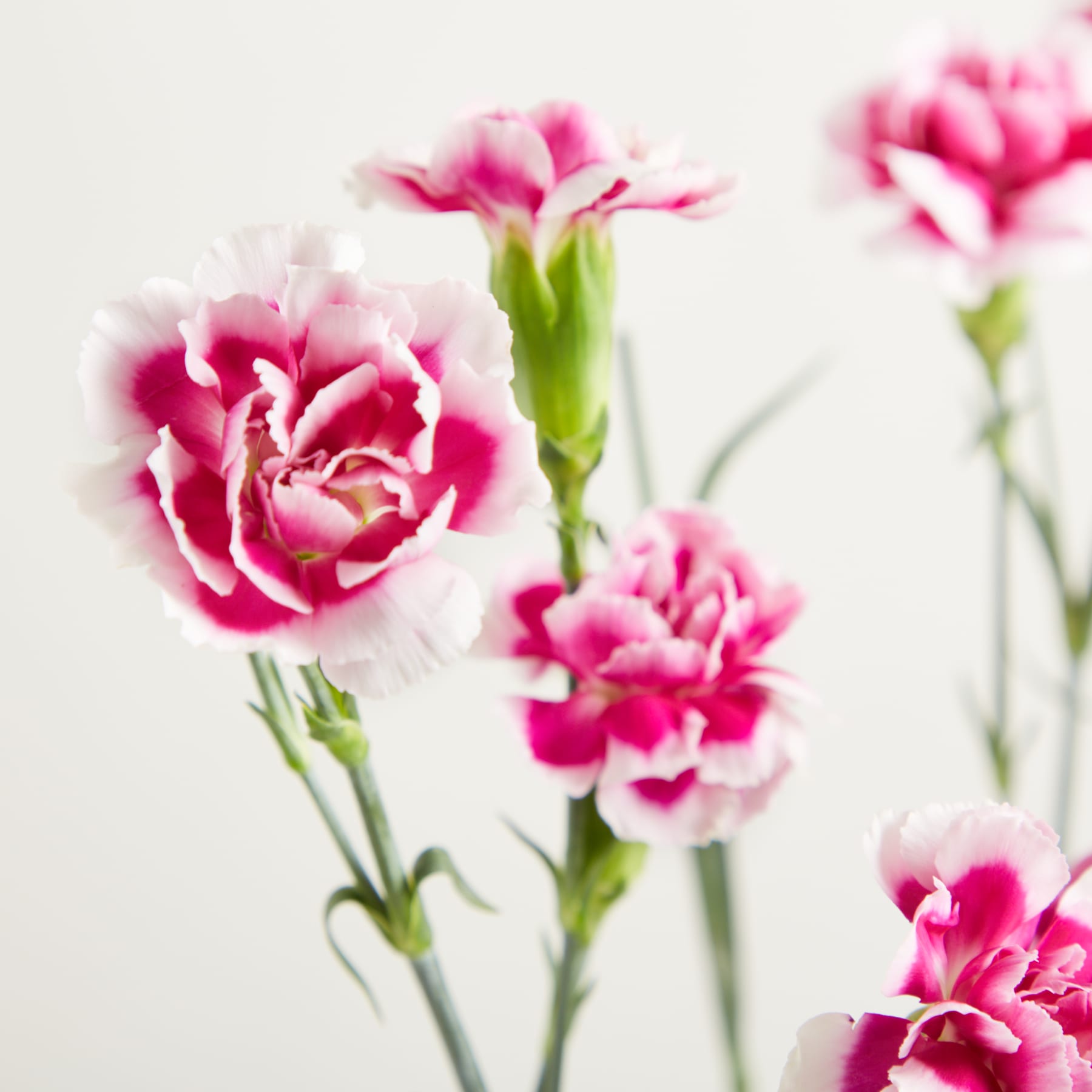 Vor einem schlichten, hellen Hintergrund steht ein Strauß zarter, rosa Nelkenblüten, deren Stiele und Blätter sichtbar sind.