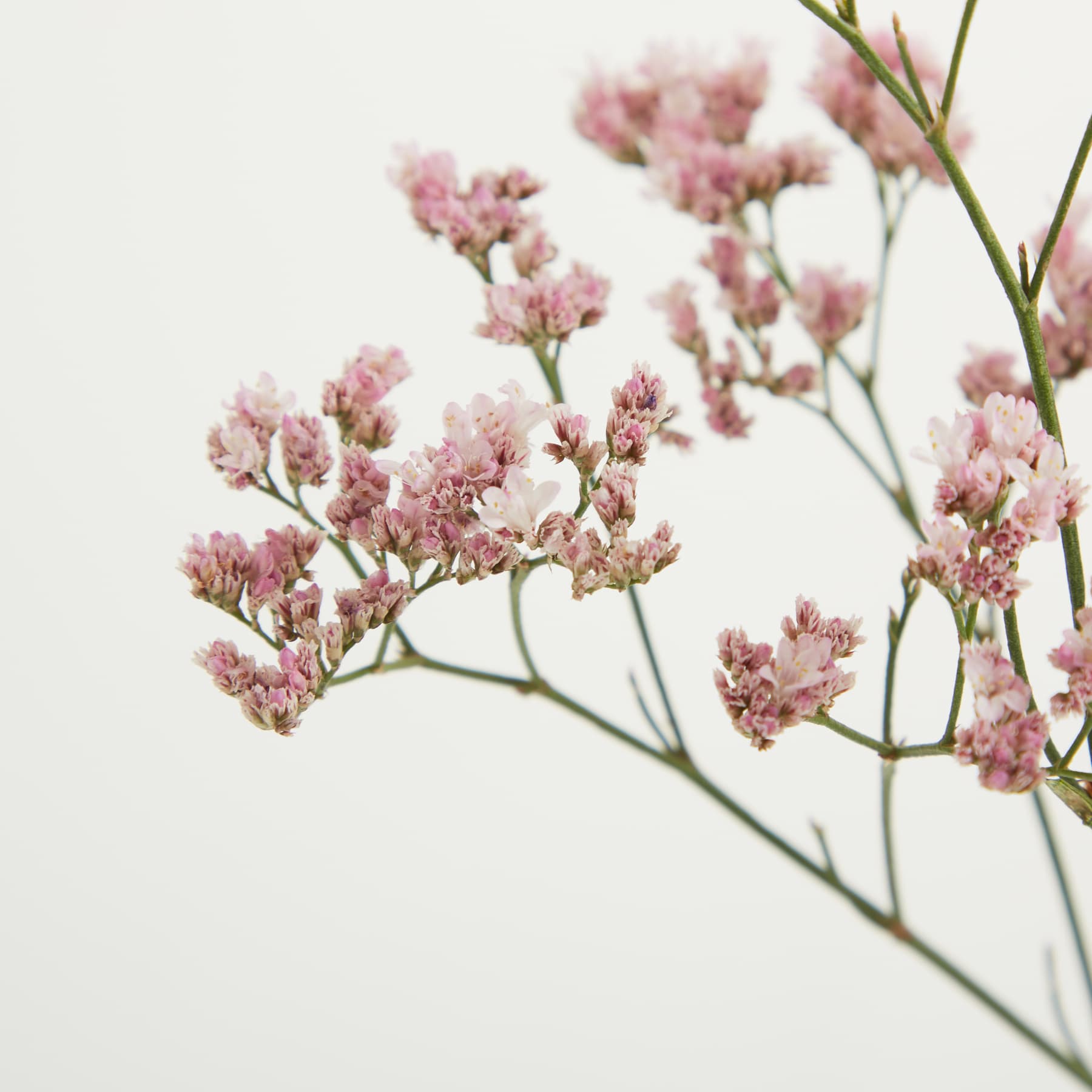 Ein Strauß zarter rosa und weißer Blumen in einer durchsichtigen Glasvase steht auf einem schlichten weißen Hintergrund.