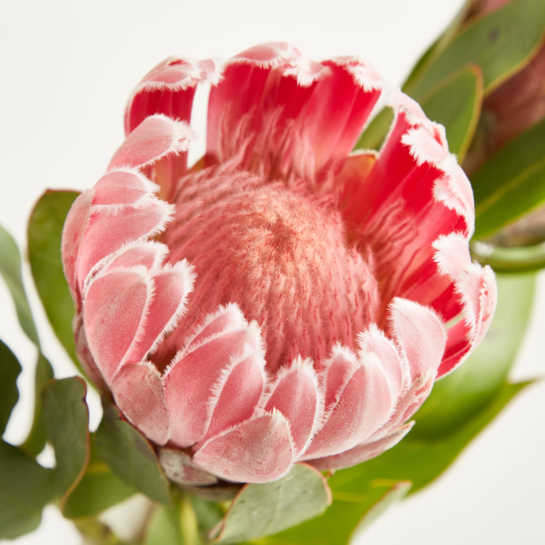 Eine Vase mit mehreren leuchtend rosa Protea-Blüten steht vor einem schlichten weißen Hintergrund und schafft so eine einfache, aber eindrucksvolle visuelle Komposition. (Beschreibungstext KI-generiert)