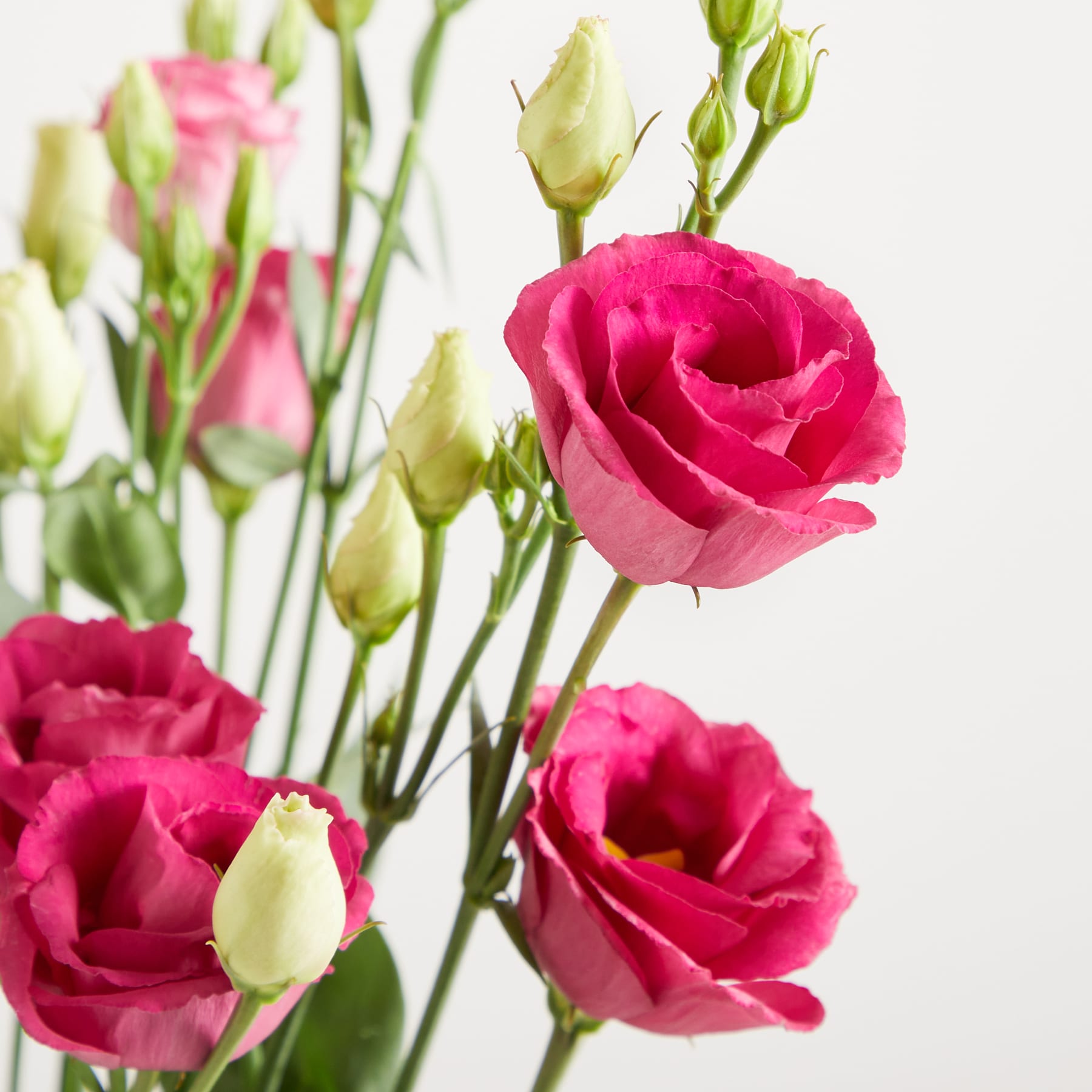Ein Strauß leuchtend rosa Nelken in einer durchsichtigen Glasvase steht vor einem schlichten weißen Hintergrund. (Beschreibungstext KI-generiert)
