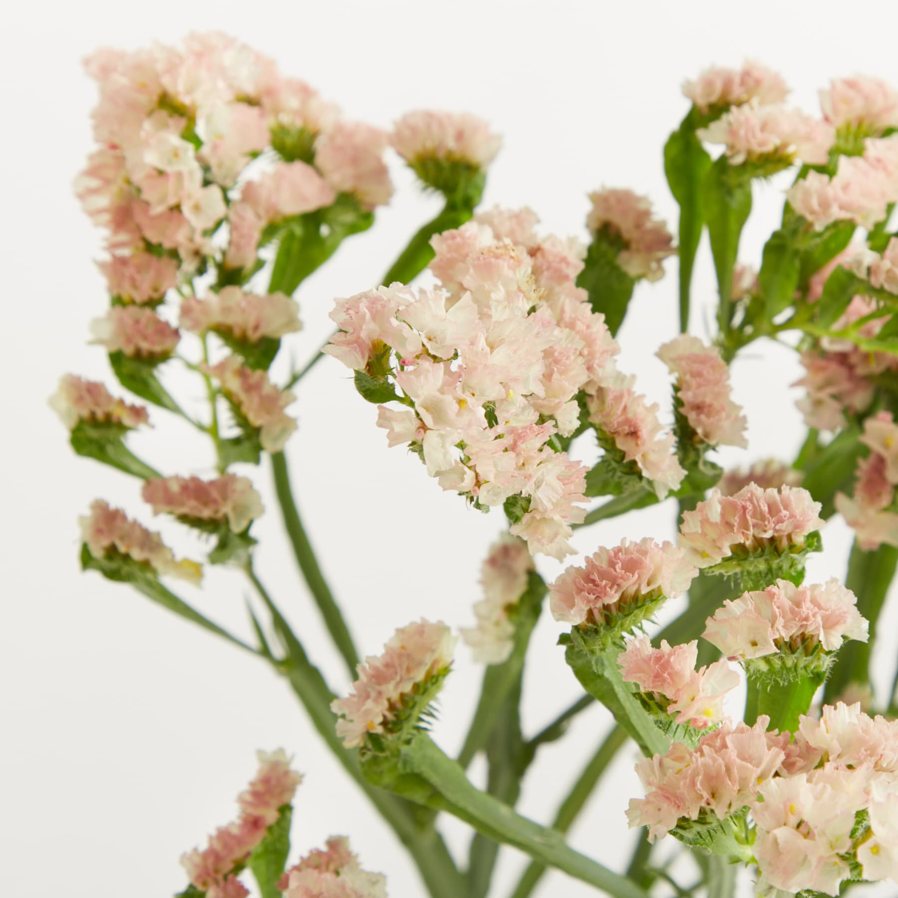Eine durchsichtige Glasvase, gefüllt mit zarten rosa und weißen Blüten, steht auf einem schlichten weißen Hintergrund.