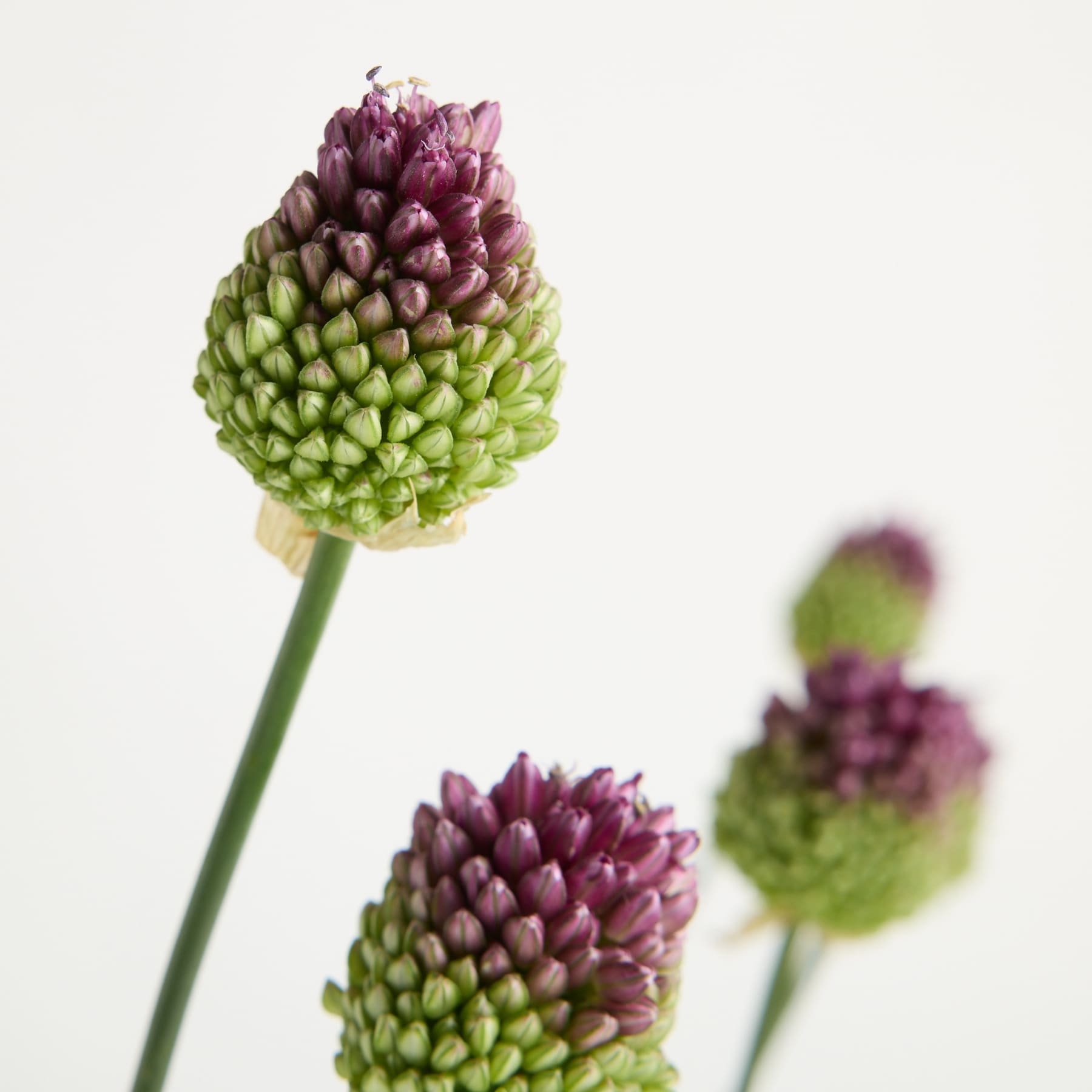 Eine durchsichtige Glasvase, gefüllt mit schlanken grünen Stängeln, die mit violett-grünen, artischockenähnlichen Blüten gekrönt sind, steht auf einer weißen Fläche vor einem schlichten weißen Hintergrund.