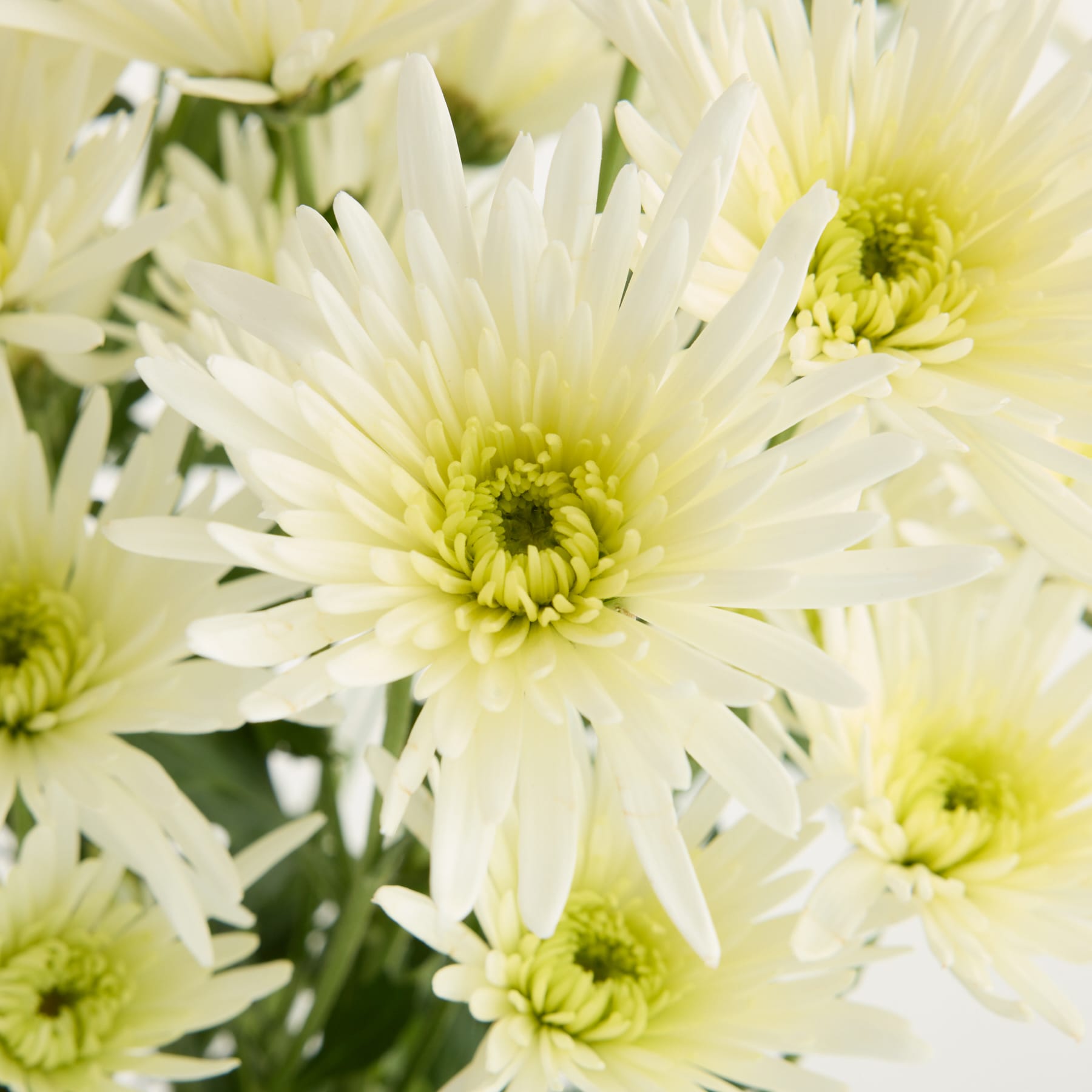Das Bild zeigt eine Nahaufnahme mehrerer leuchtend weißer Chrysanthemenblüten mit zarten gelben Zentren vor einem weichen, verschwommenen grünen Hintergrund.