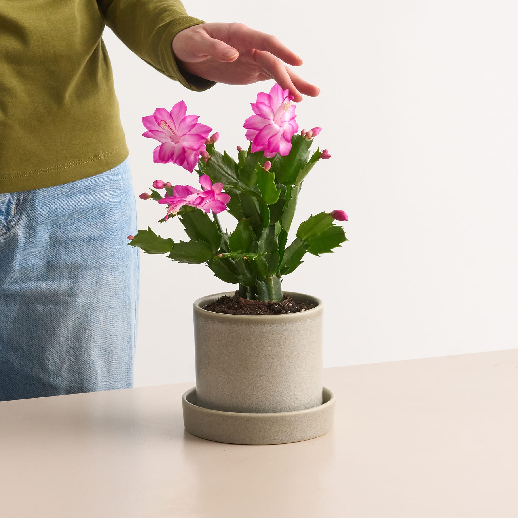 Weihnachtskaktus 'Schlumbergera' Rosa